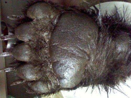 狗熊真的掰棒子吗真的是掰一个扔一个吗