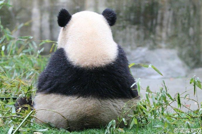 熊猫背影萌图图片