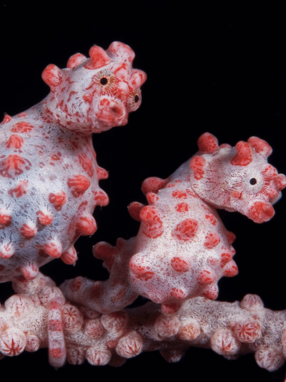 梦幻芭莎-阿婷 的想法: 豆丁海马