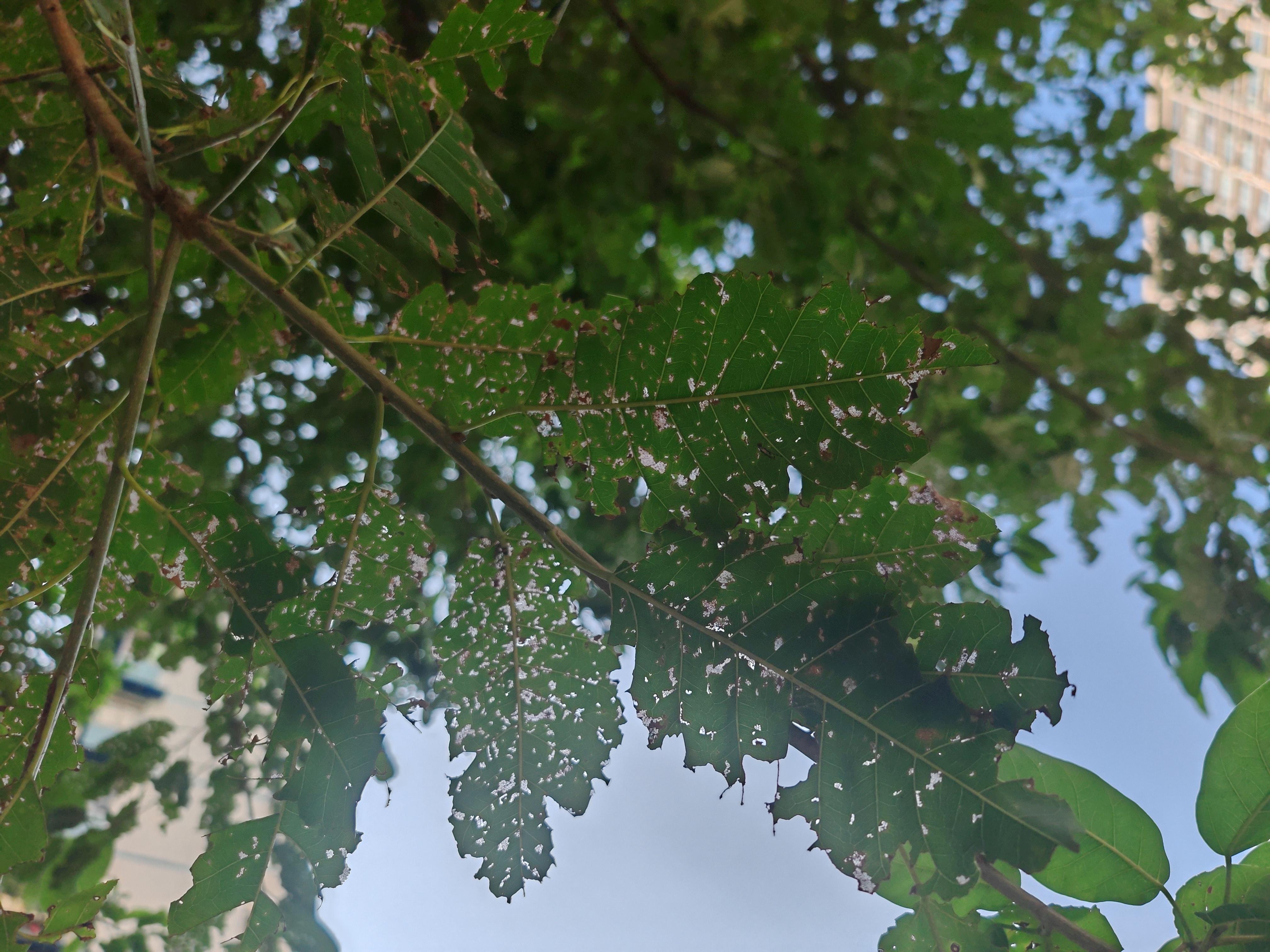 人行道上,偶然发现被虫子吃过的黄桷树,斑斑点点,透过