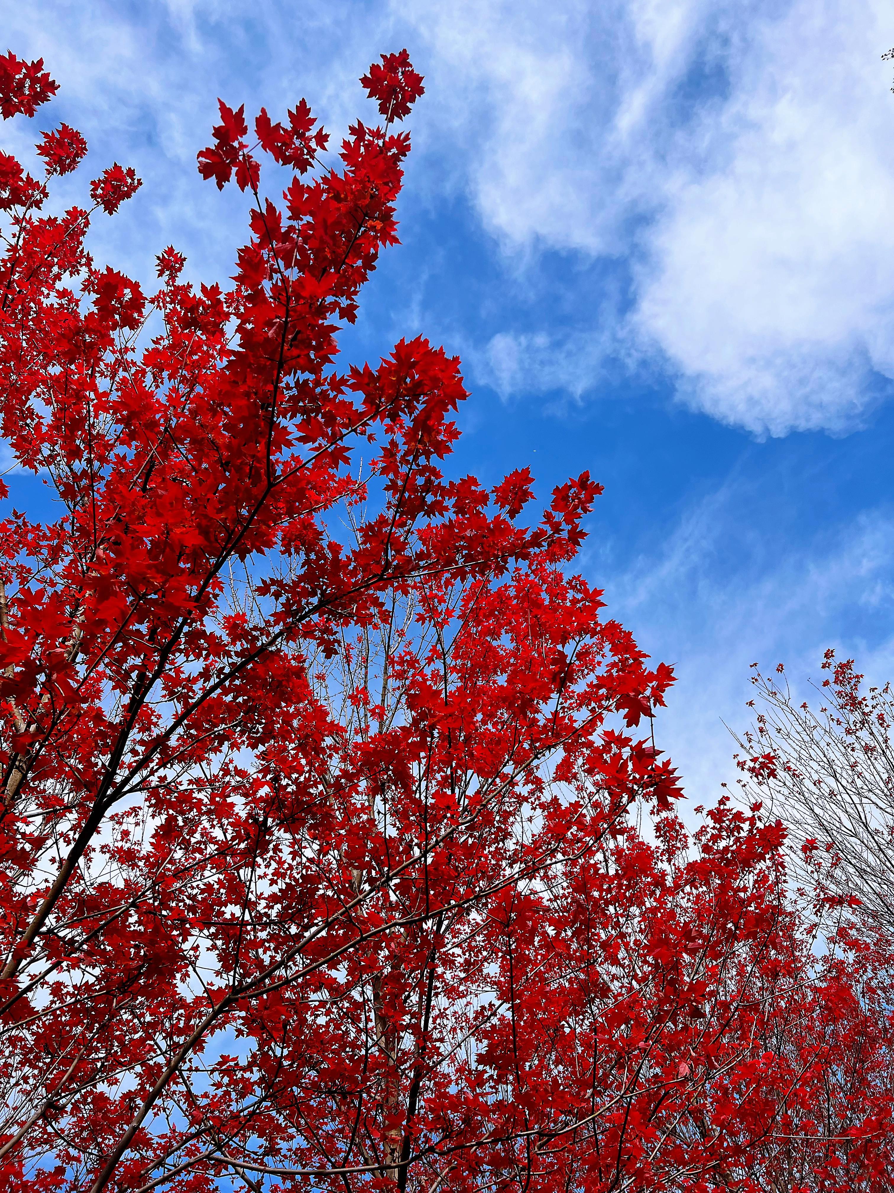 好看的风景总能让人心情愉悦,比起万紫千红的