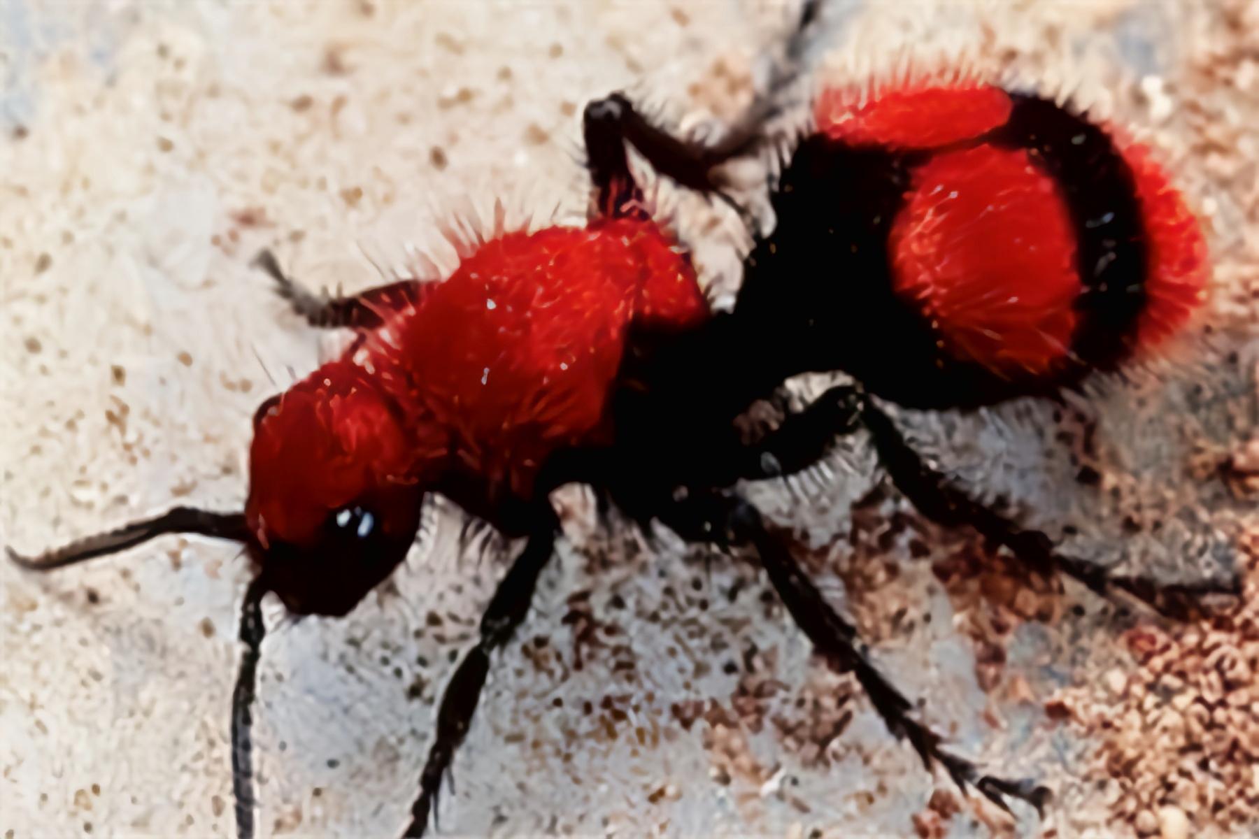 09-08·美国世界蚁王