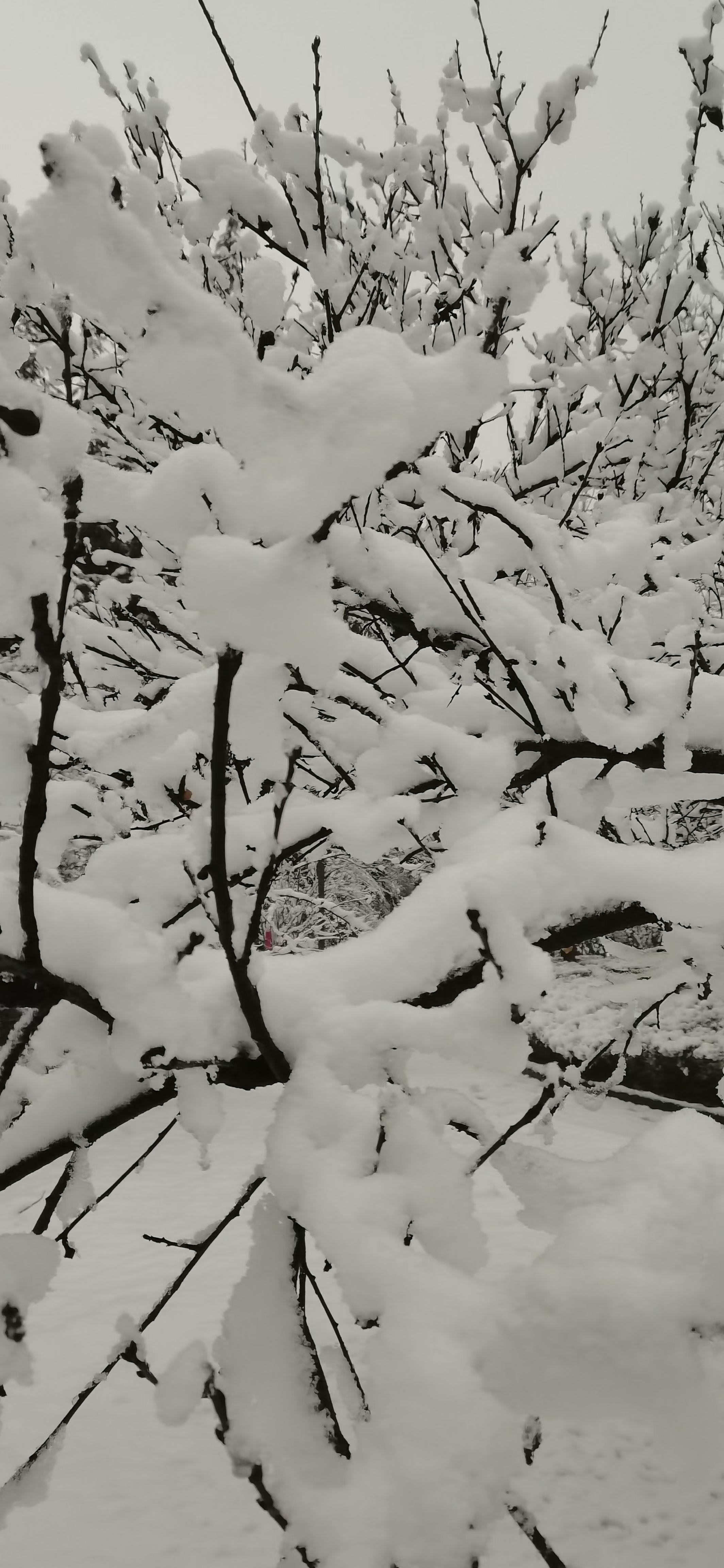 一蓑烟雨任平生 的想法: 玉树琼枝
