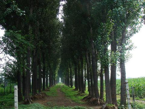 当年明月 的想法: 杨树(拉丁学名:Populus L.),杨柳科杨属植物。它主要分布于华中、华北、西北、东北等广阔地区。其树干… - 知乎