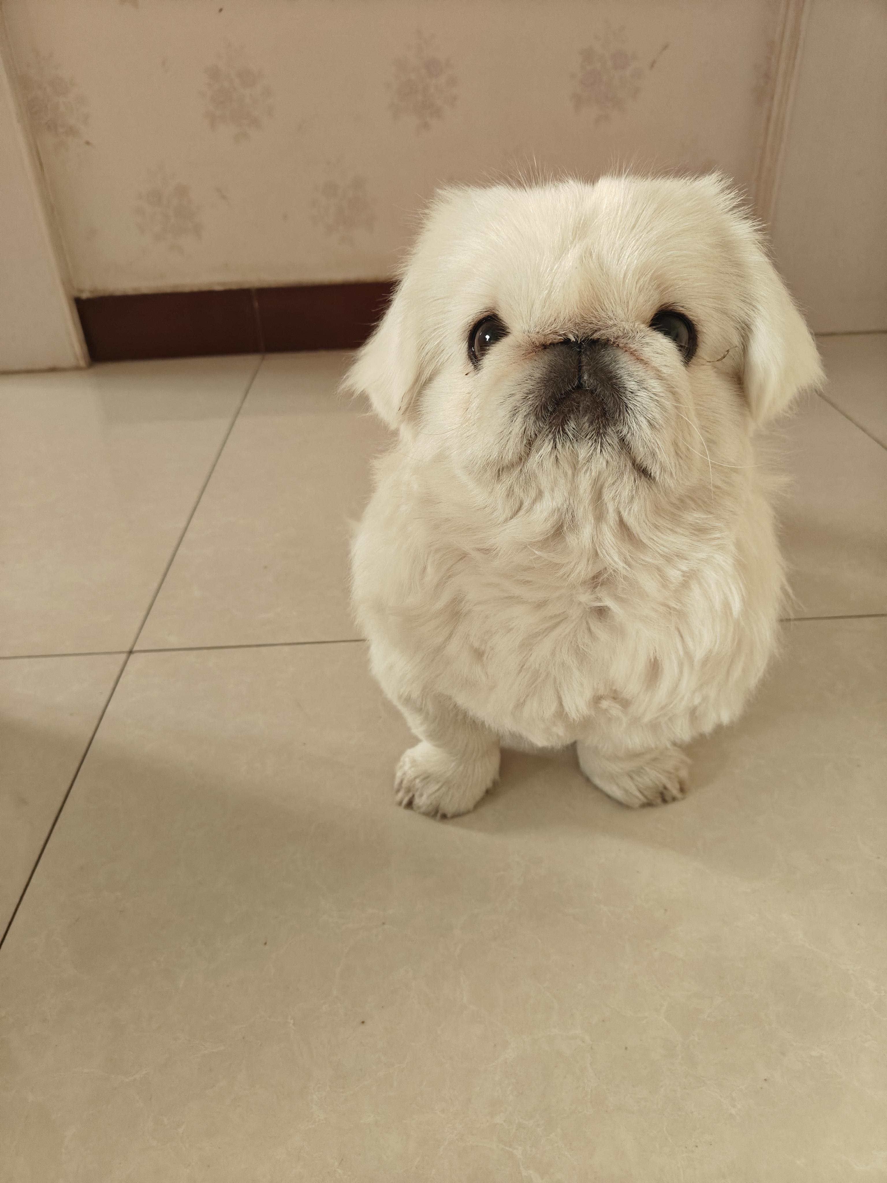 sunny 的想法 小京巴