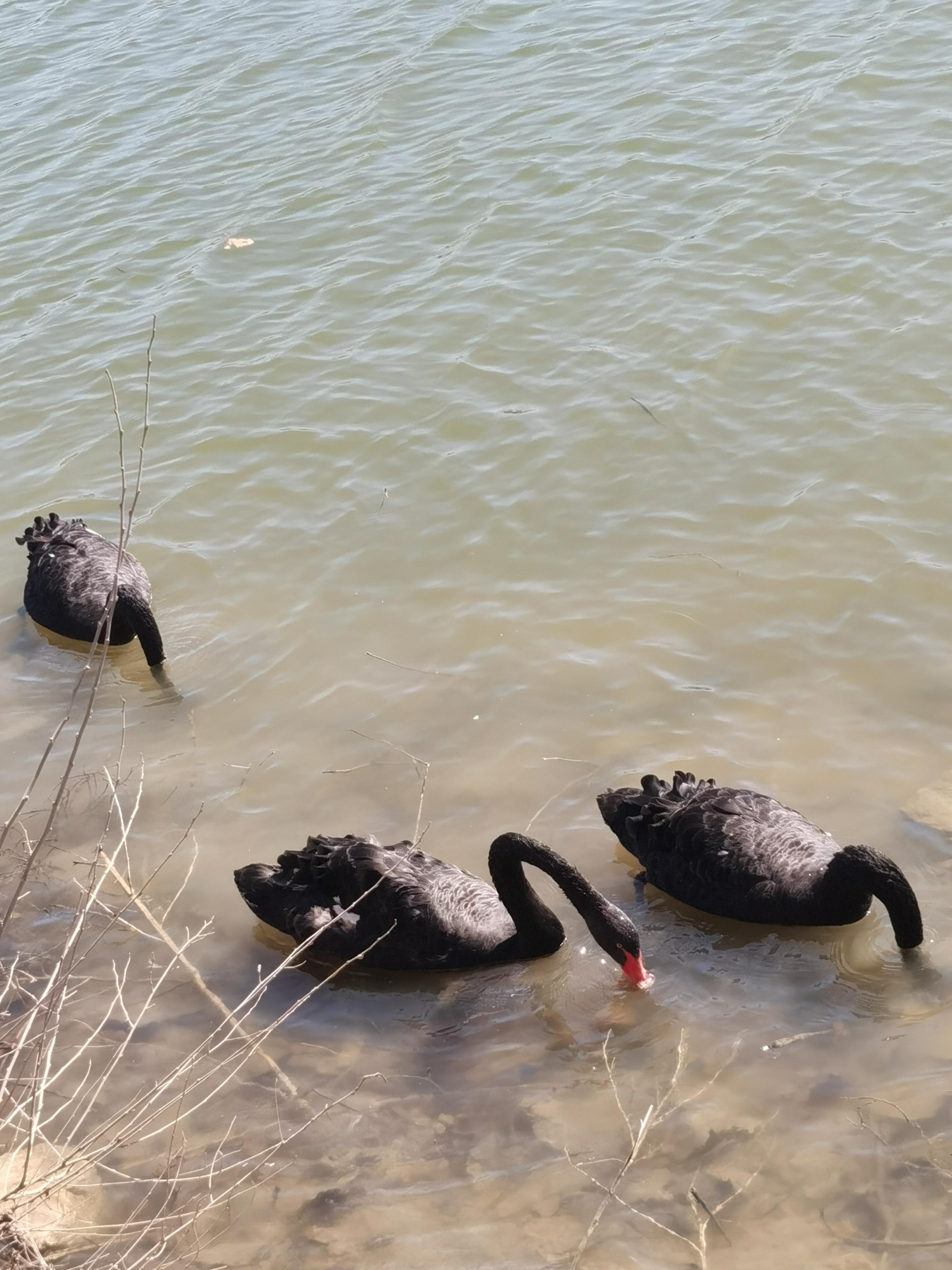 妍心相伴 的想法: 每天都看到这三只黑天鹅,他们也不知从哪里飞到