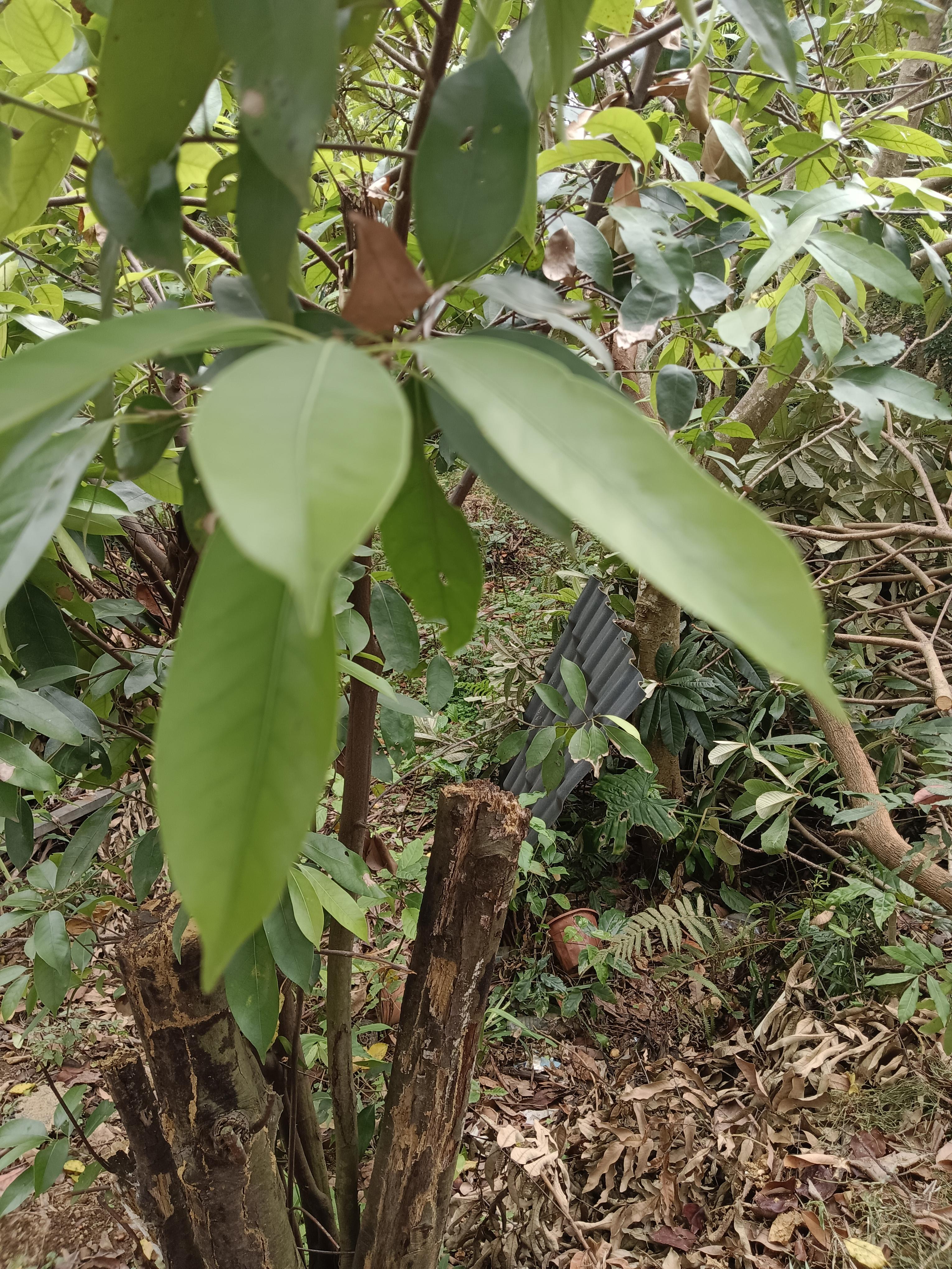 心愉学习园地 的想法: 罗浮山甜茶