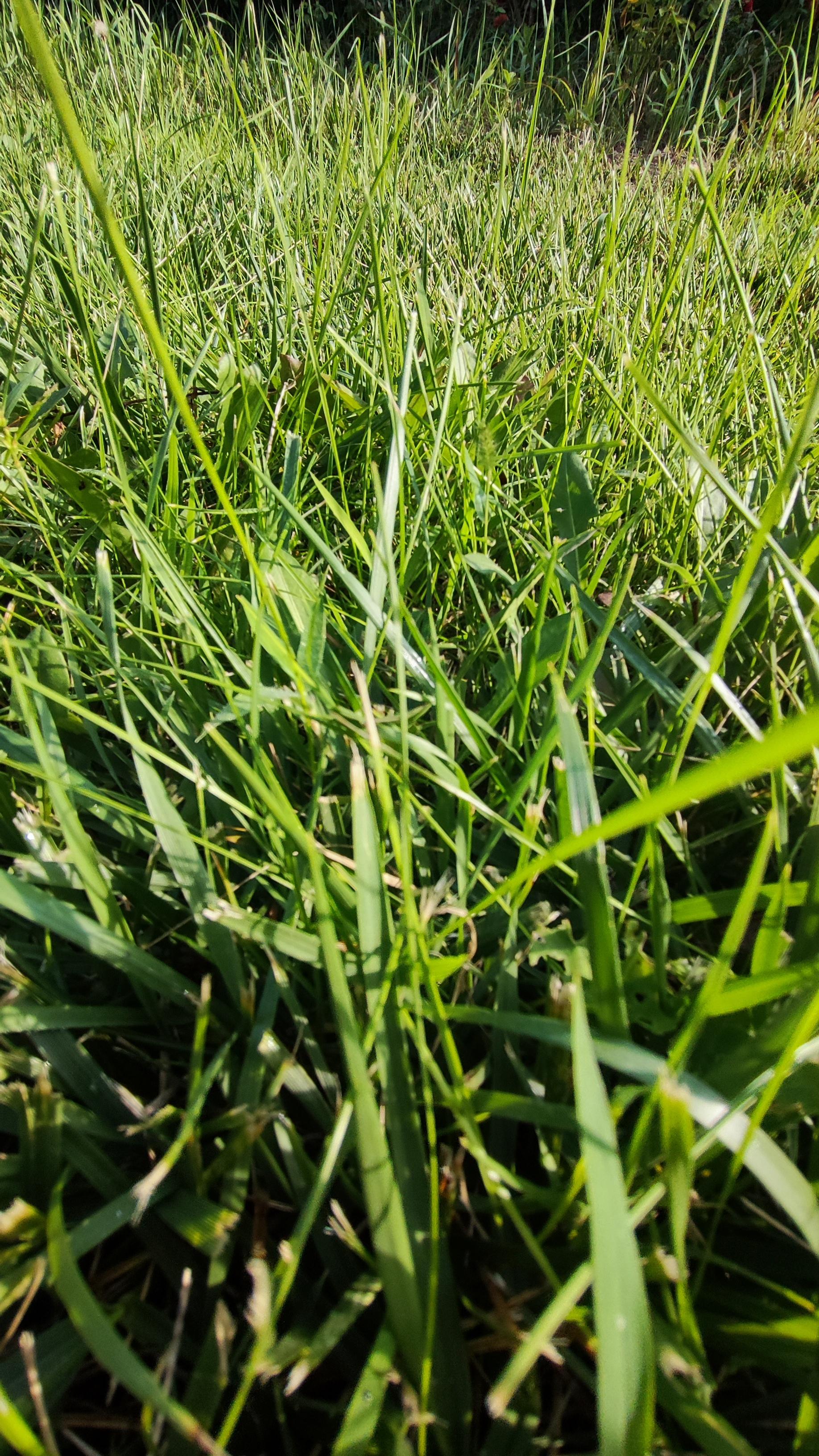 诗韵 的想法: 老鼠草