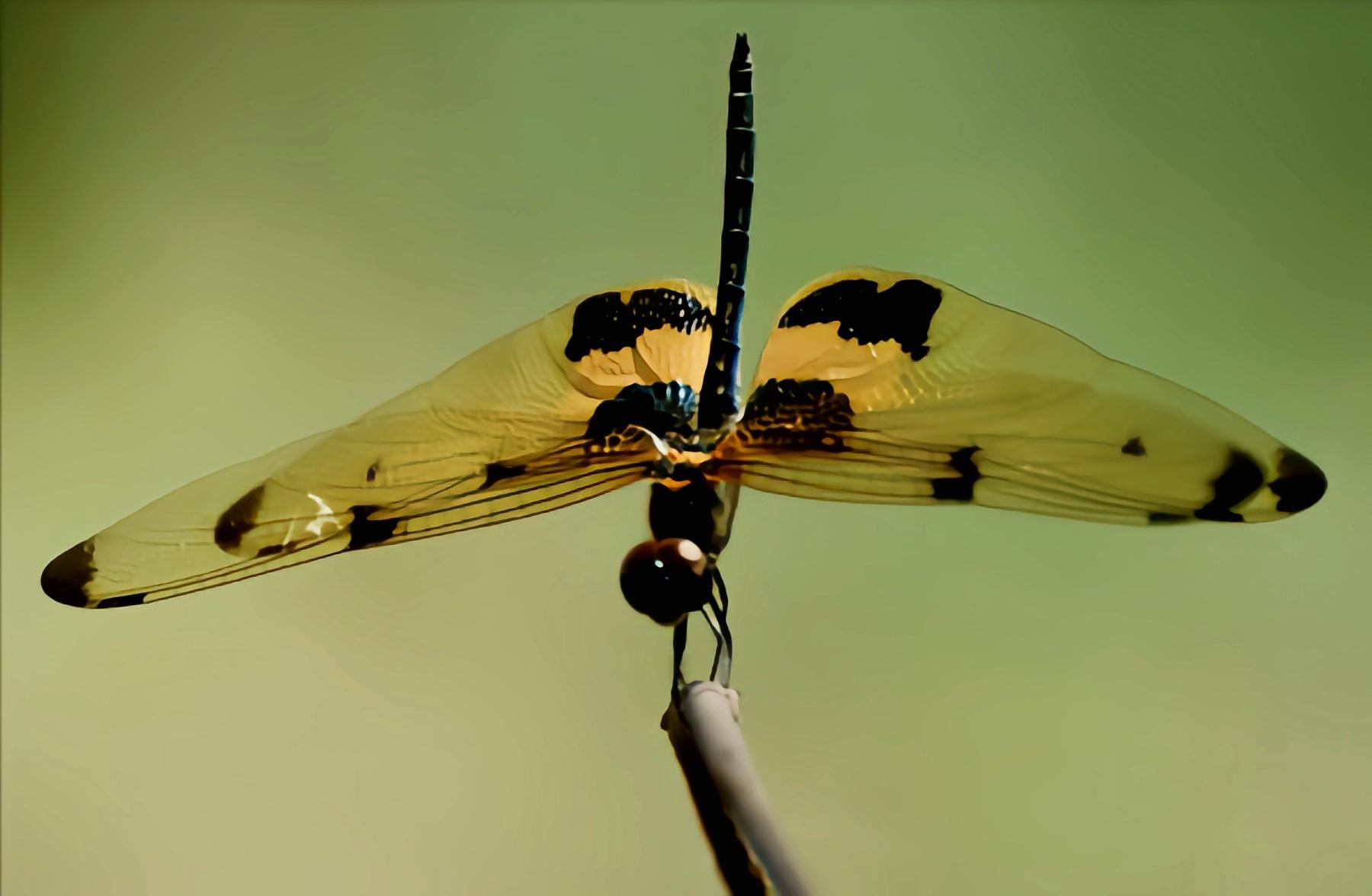 云安之城 的想法: 每天认识一种昆虫
