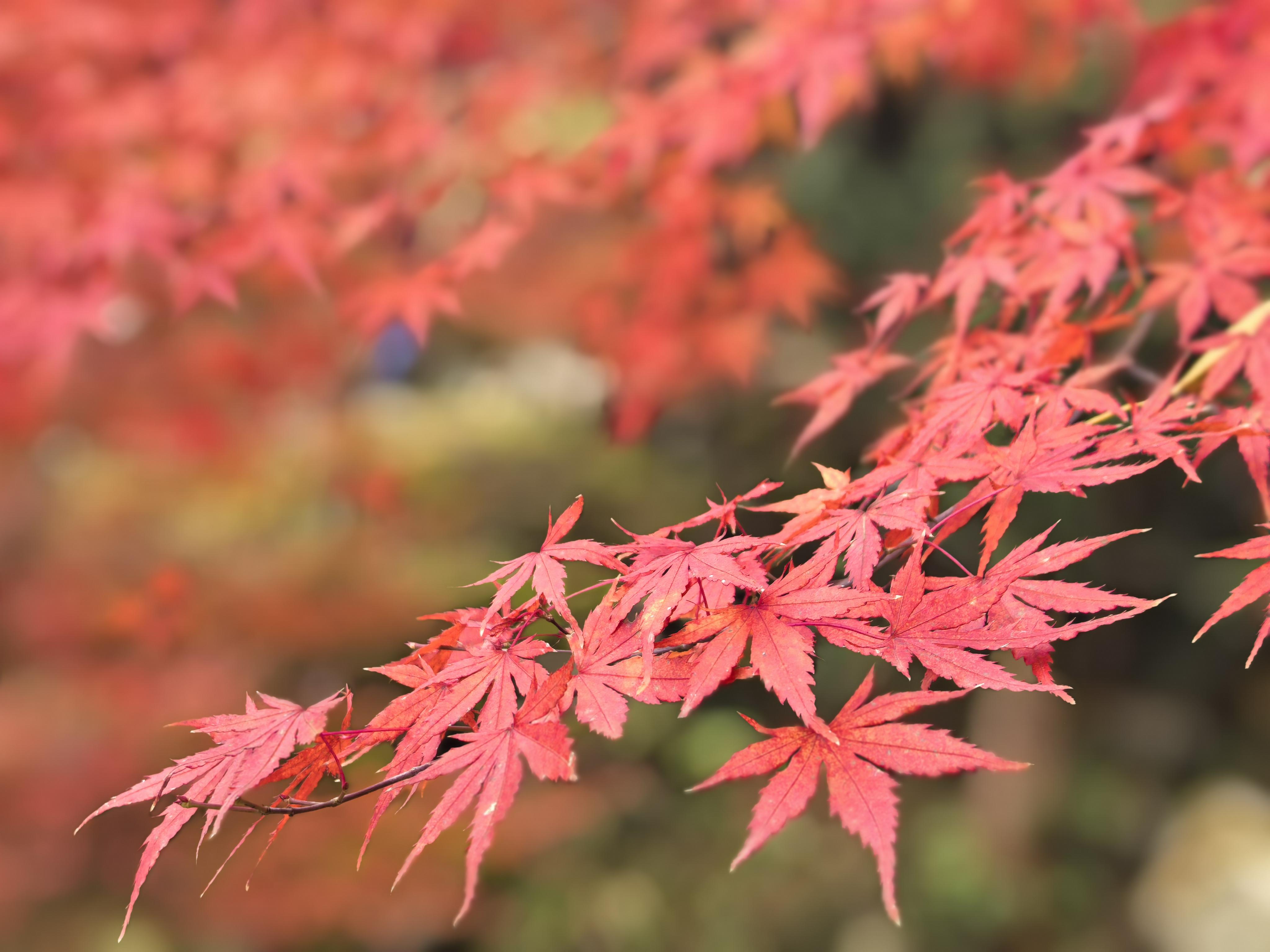 边城篱人 的想法: 蓝山谷之片片枫叶情