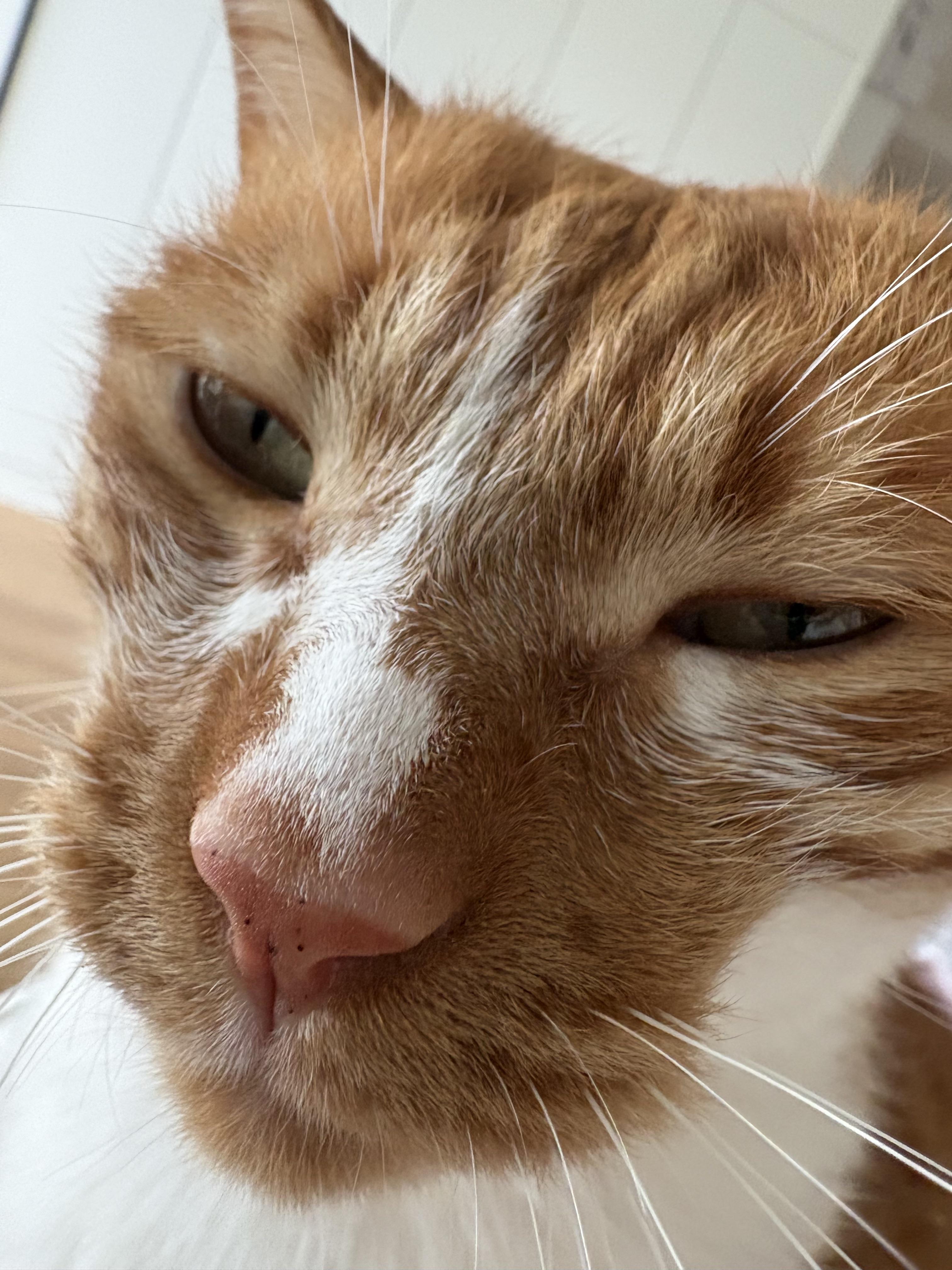 猫咪憨憨表情大赏 今天是我为我家猫申请保险报销的日子,平台需要