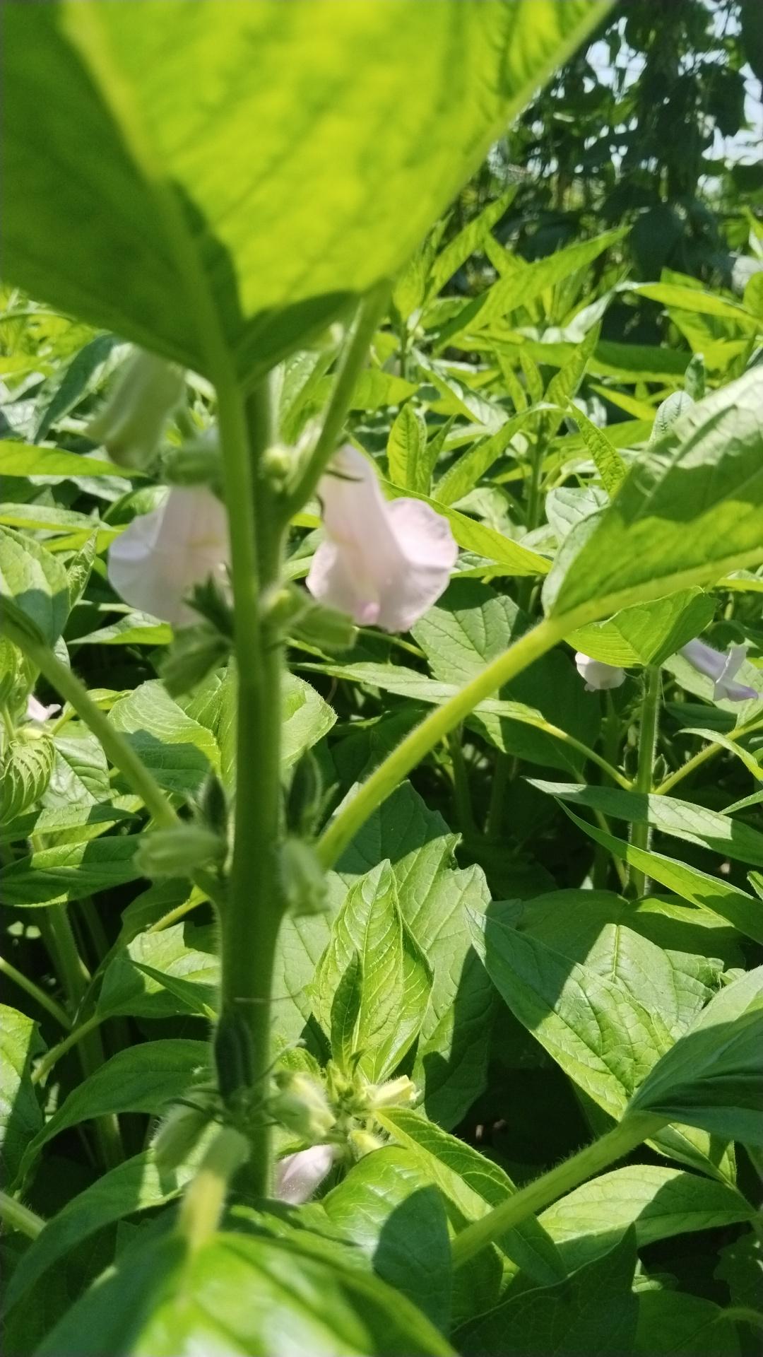 何时中十万 的想法: 芝麻开花节节高,芝麻花🌸谁见过