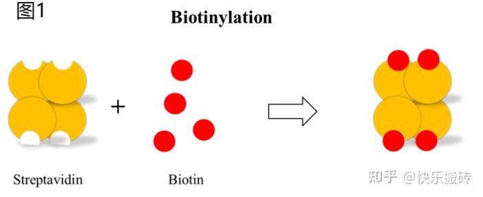 快乐搬砖 的想法: Strep和Streptavidin区别 | #知识分享 #蛋白纯化 #分子生物学 最近小编在做strep-biotin ...