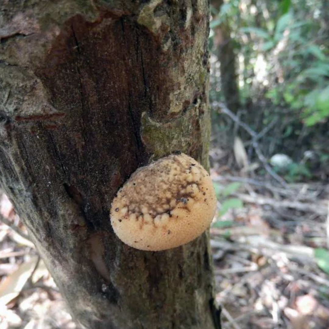 🍄别名,二孢假芝,树脂假芝,树脂灵芝
