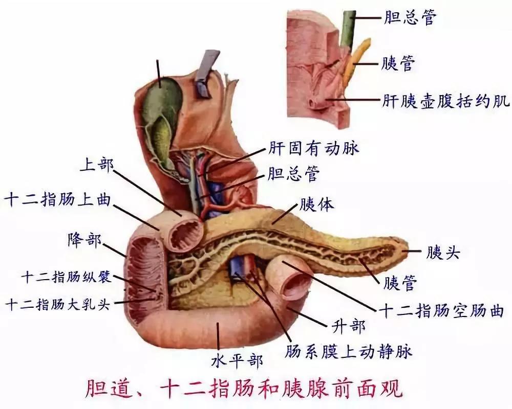 方糖医生 的想法: 读书笔记:肝胆解剖