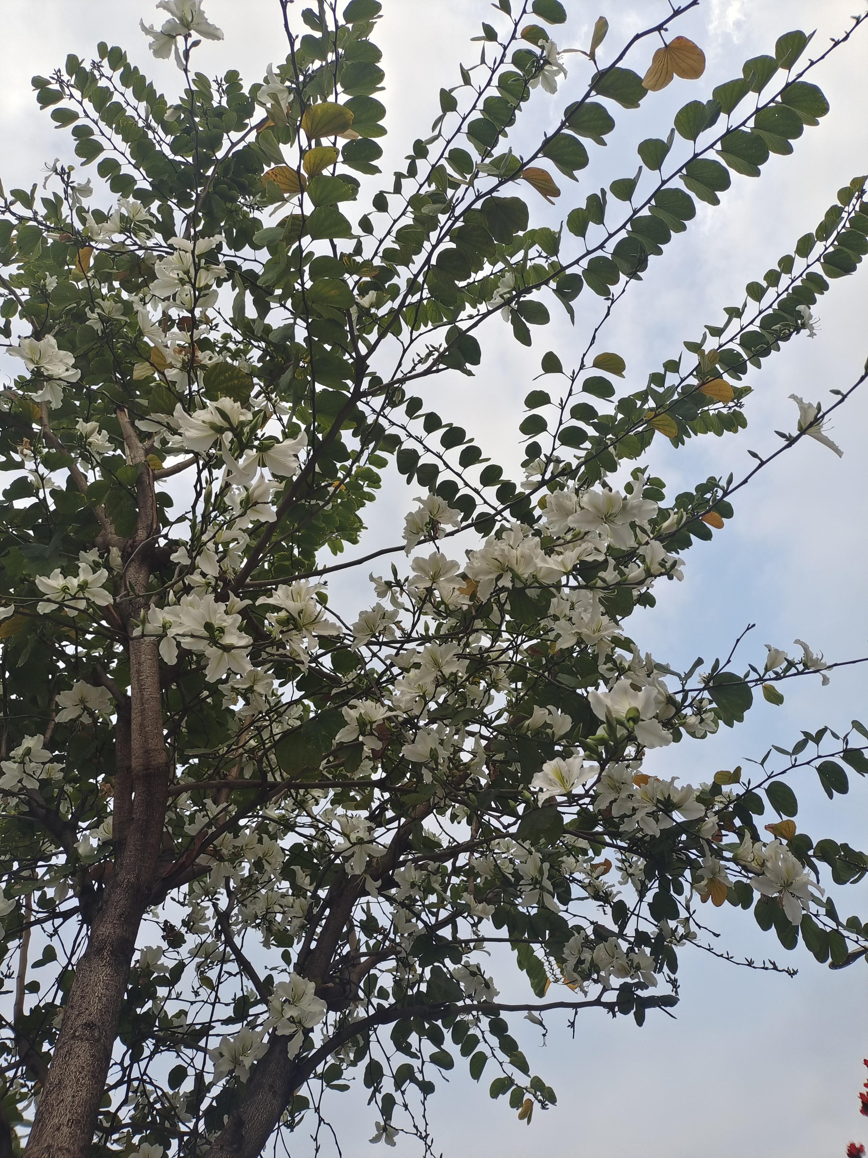 在红艳艳的花树间,格外耀眼.白花羊蹄甲 ,吃出