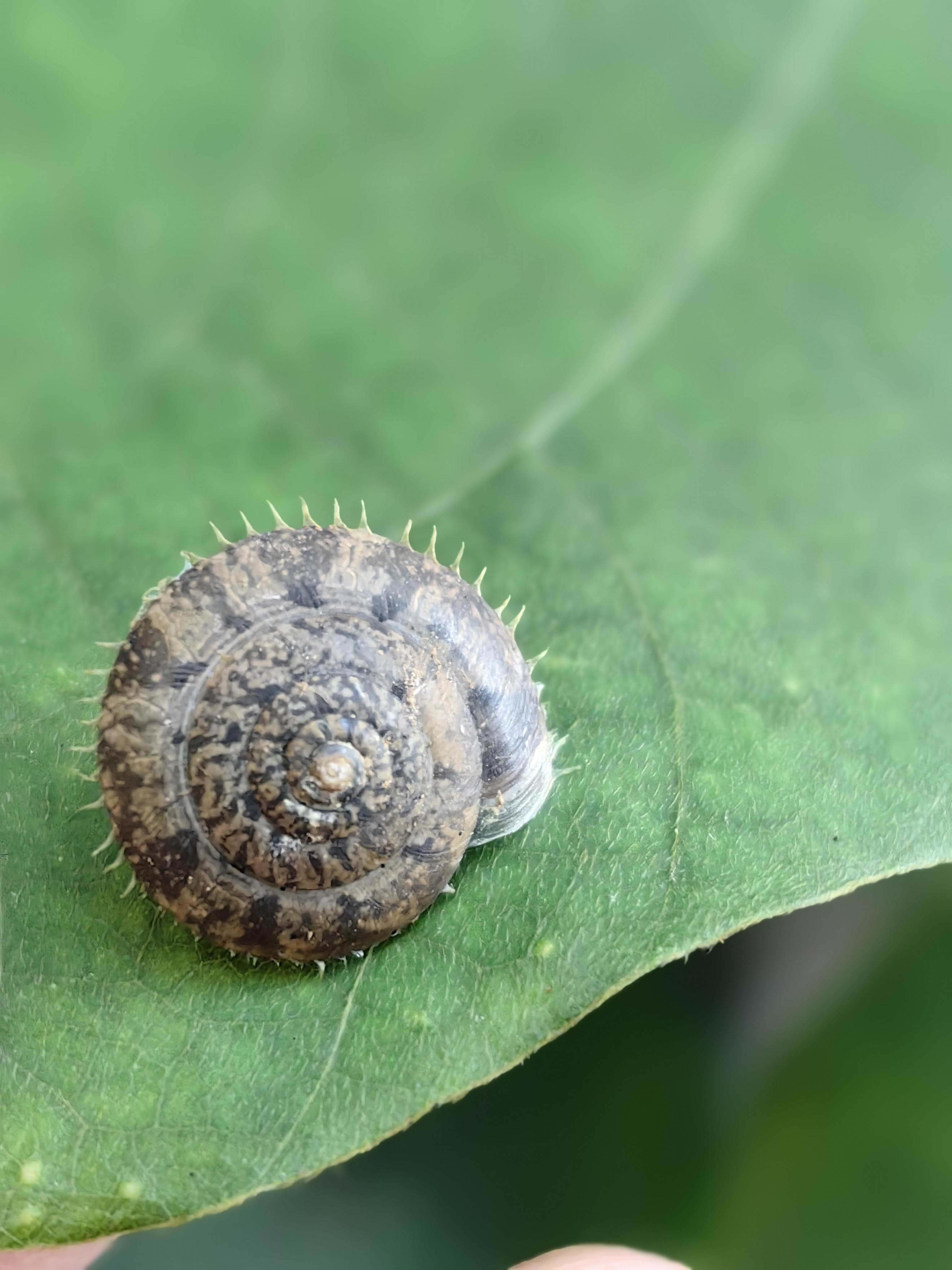 杜胖花儿 的想法: 带刺的蜗牛肯定有人没见过!