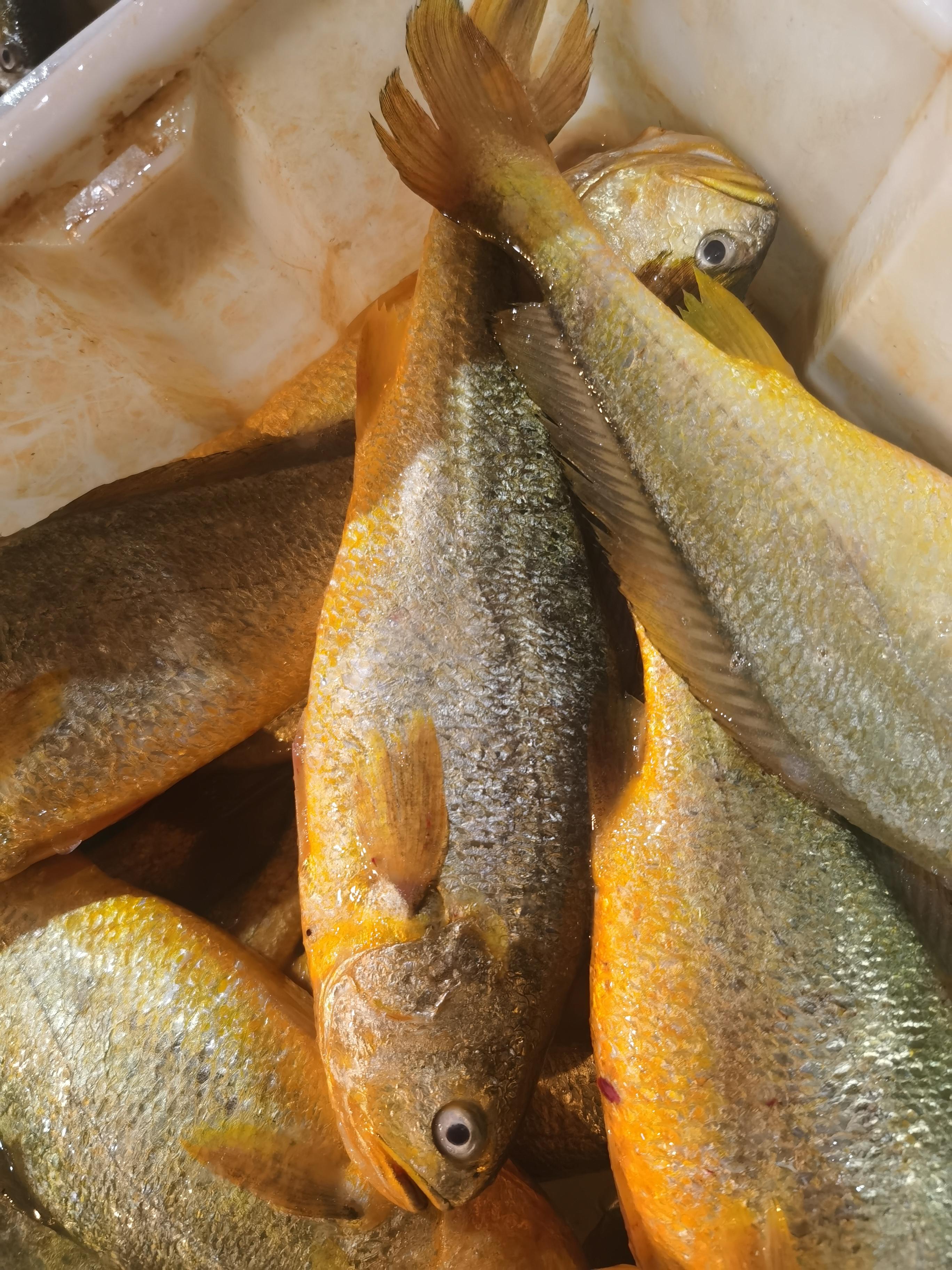 花千树 的想法: 宁德大黄鱼 | 93美食名称:宁德大黄鱼 br>99在哪