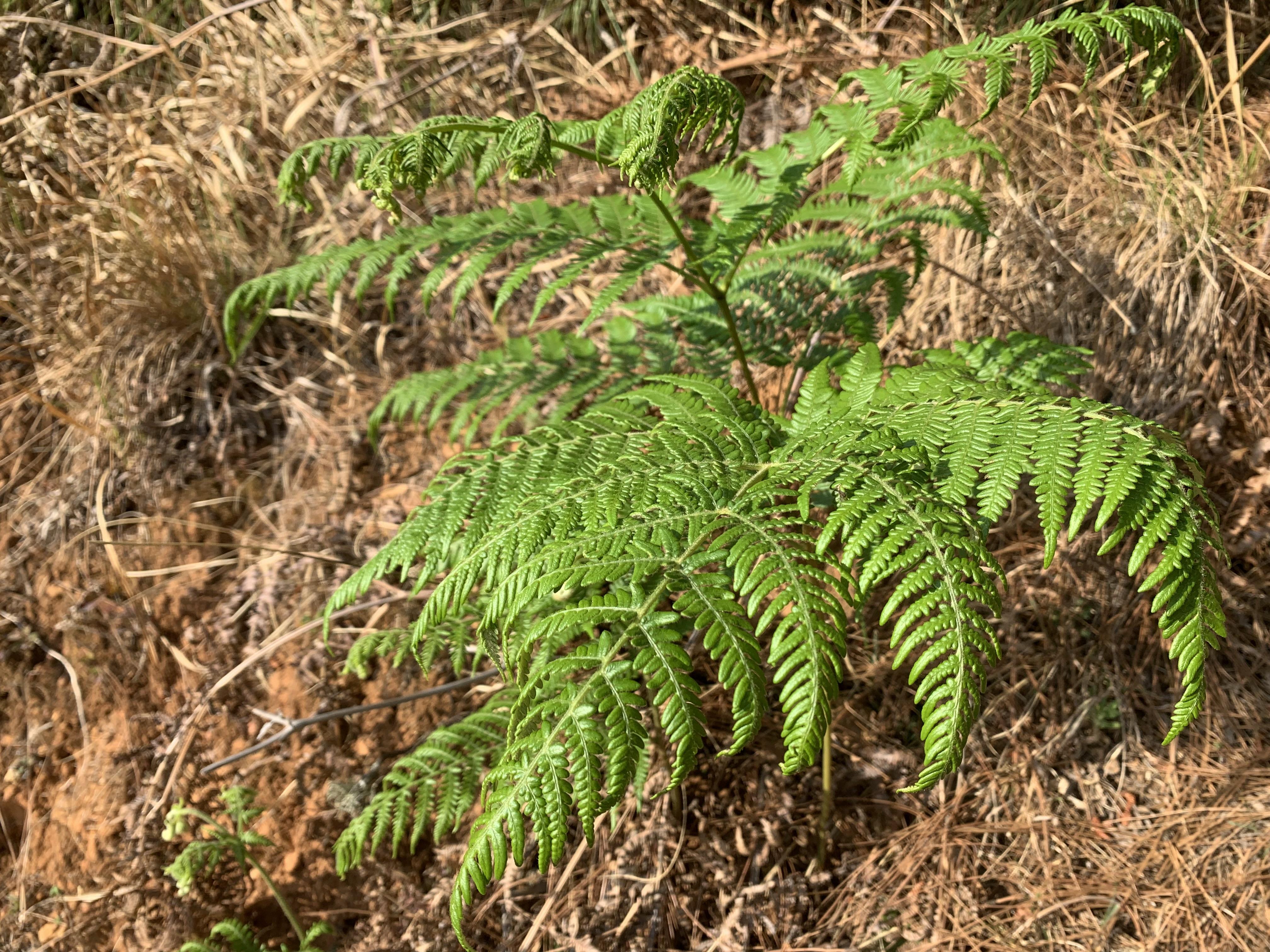 龙爪菜,名字很美,是一种蕨类植物,山野间的美味,你们吃过吗?