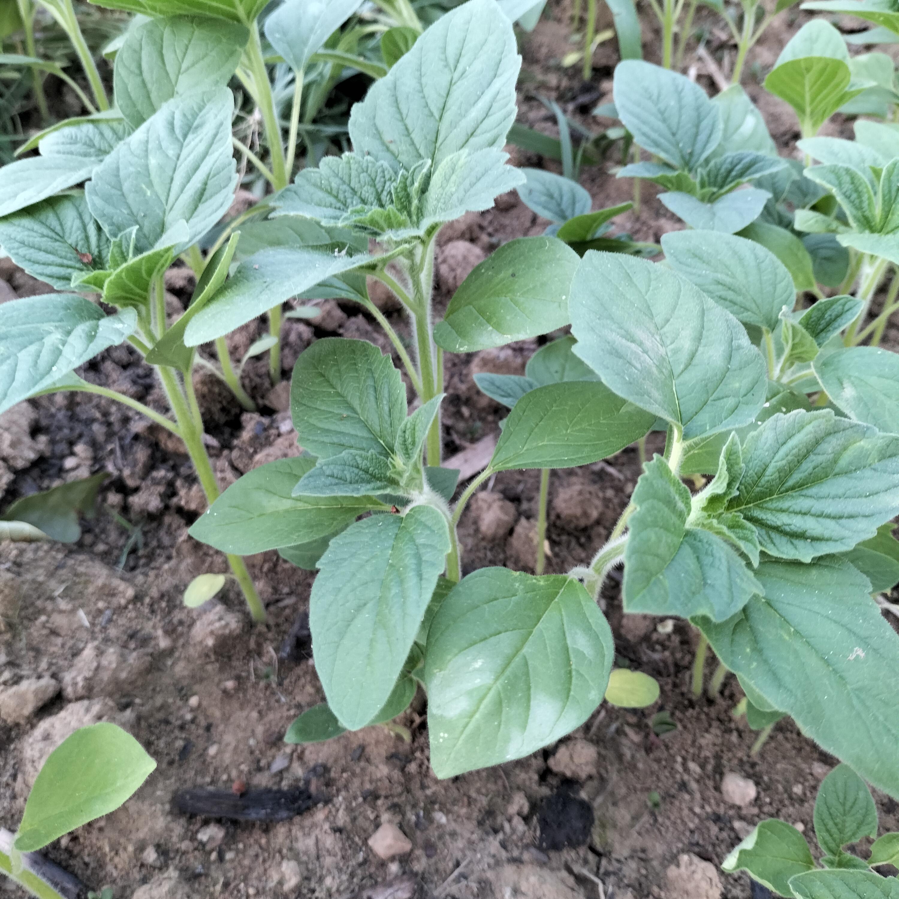 云朵家居生活馆 的想法: 芝麻苗