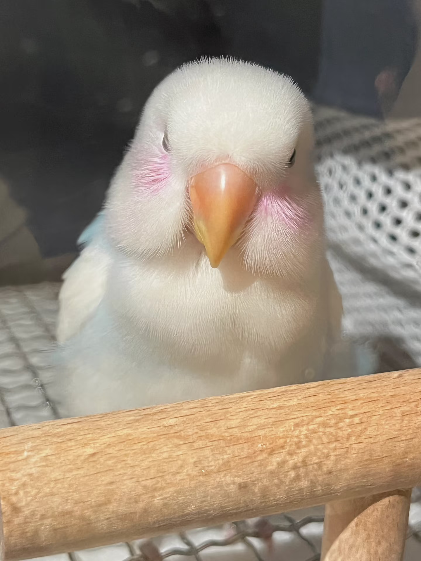 你认识吗小小腮红羞羞的脸蓝闪派牡丹鹦鹉