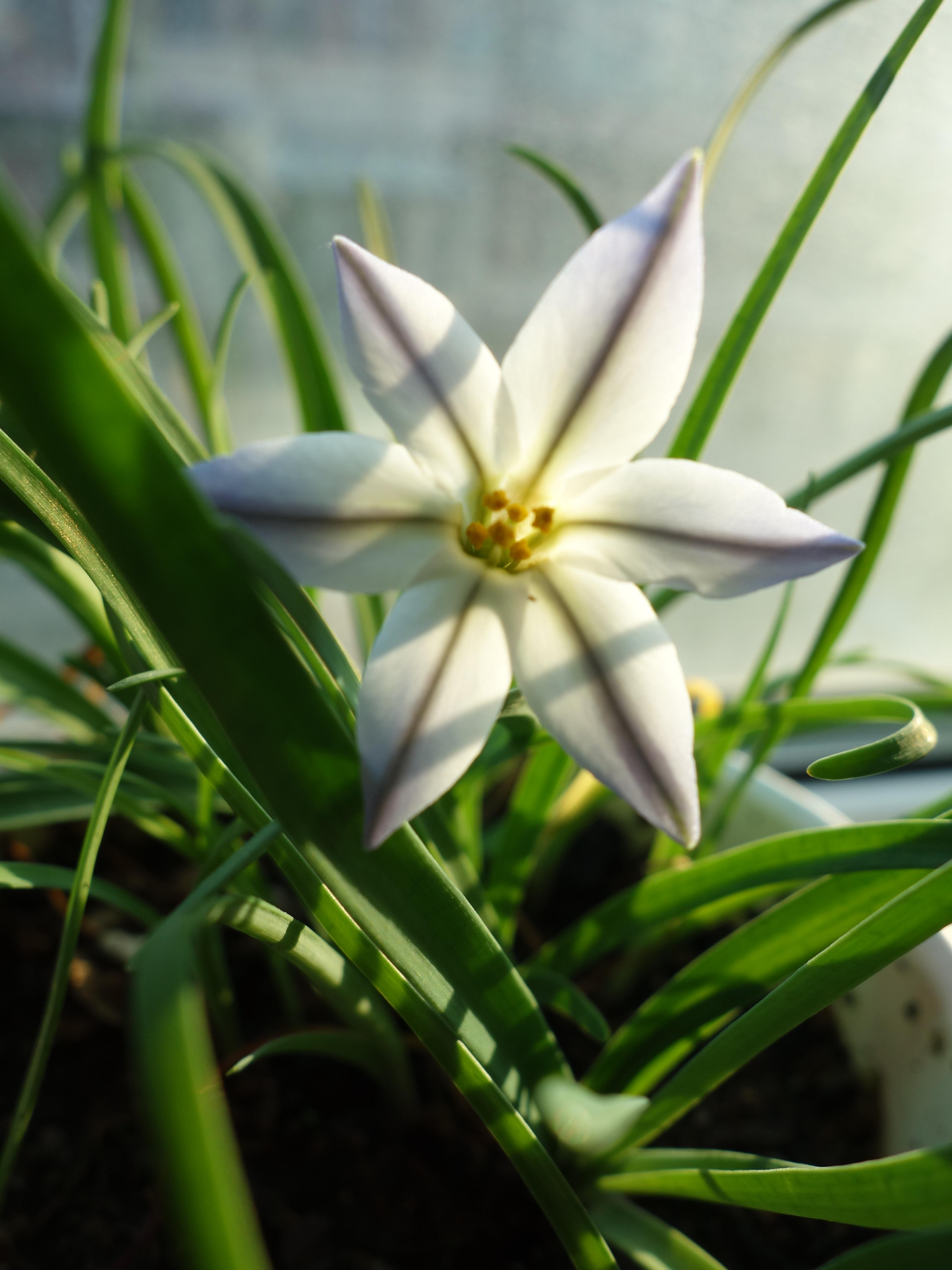 提拉米苏 的想法: 好清新的一朵花韭