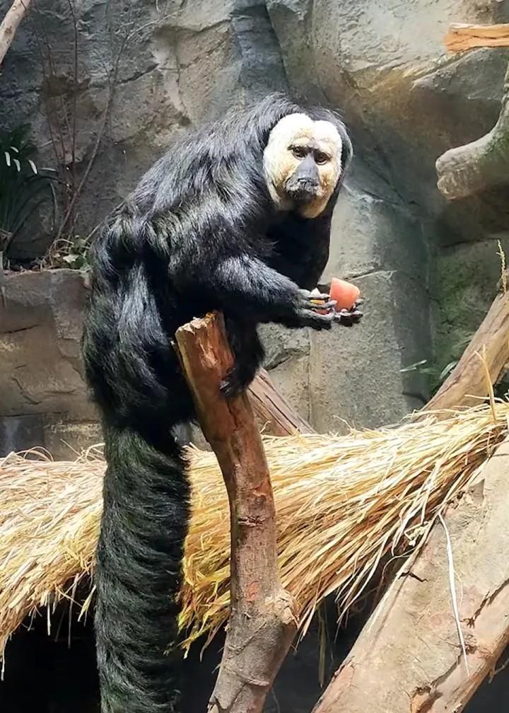 贝贝什 的想法: 白脸僧面猴