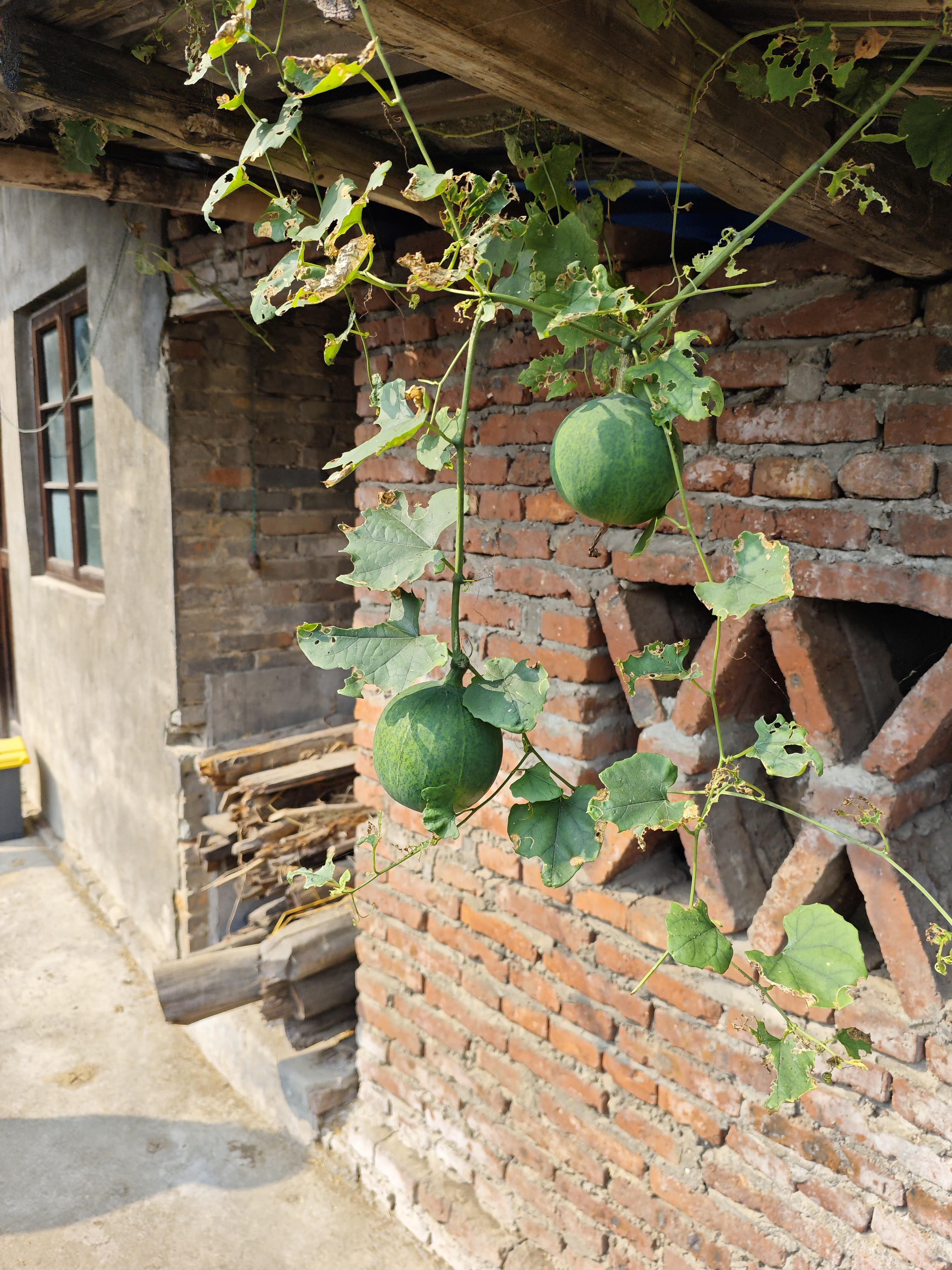 好天气 的想法: 农家小屋