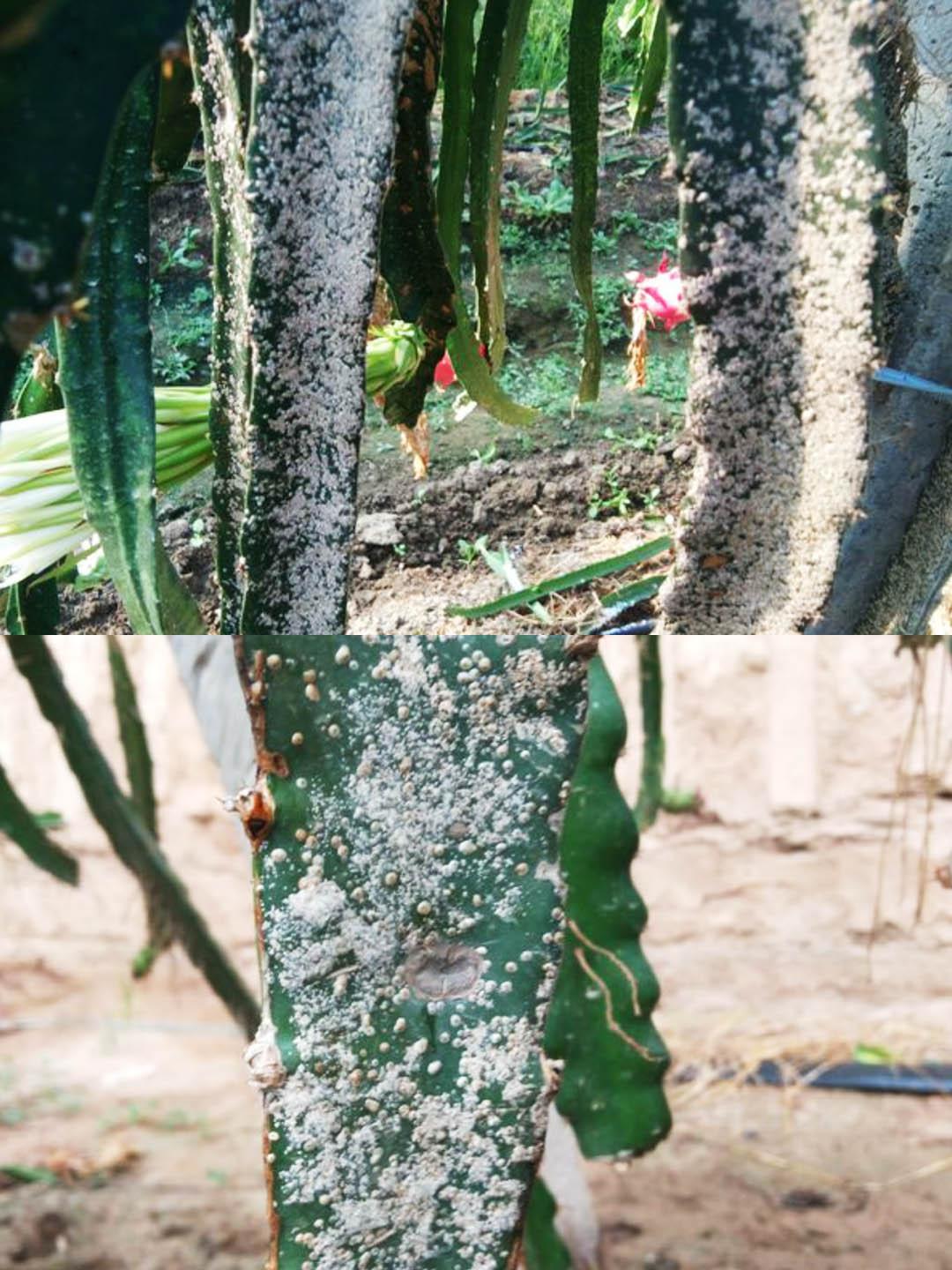 天宝特色农技服务 的想法: 5招防治火龙果蚧壳虫,简单又管用!