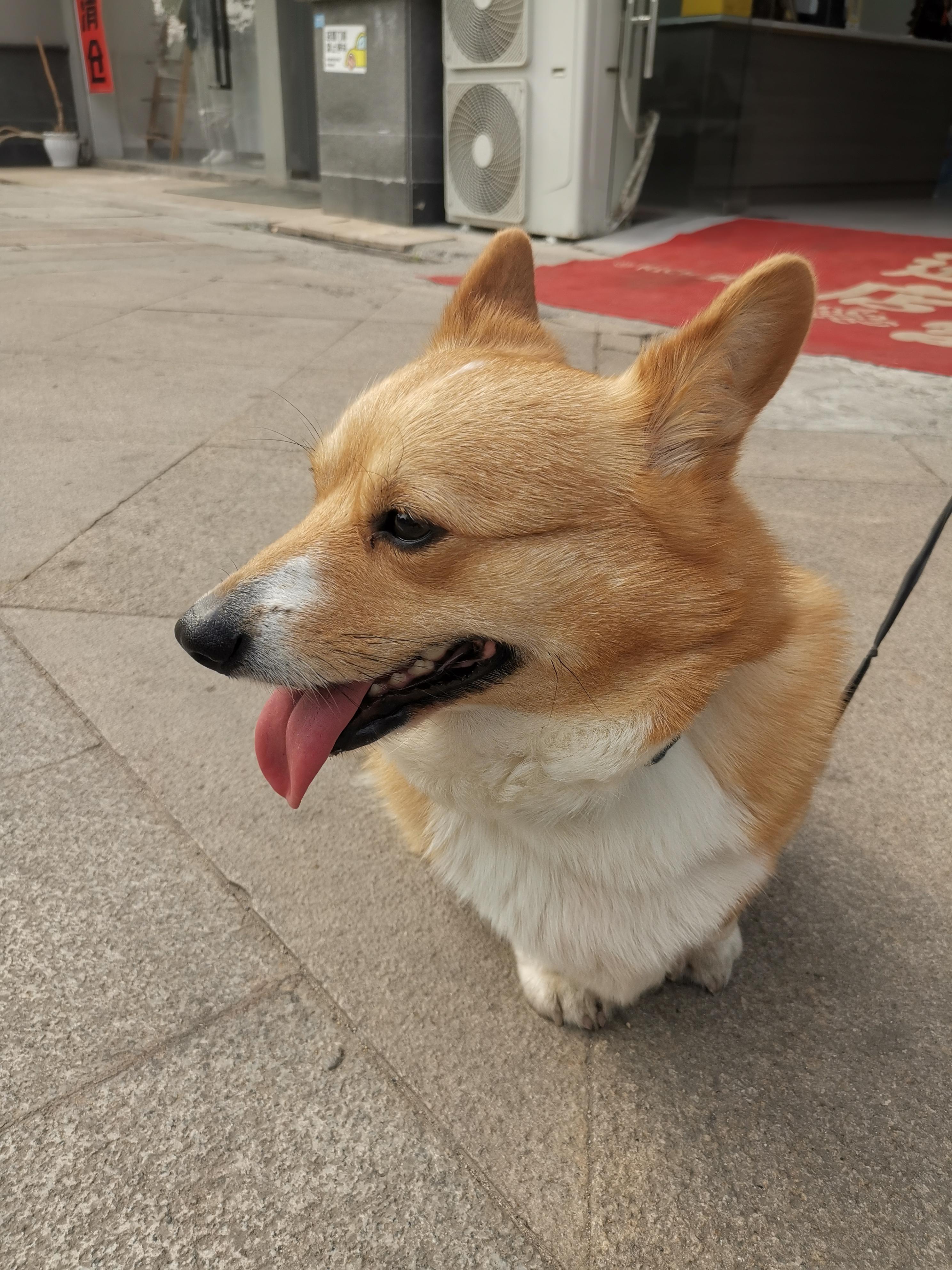 别人家的柯基,别人家的宠物 #萌宠生活照摄影大赛