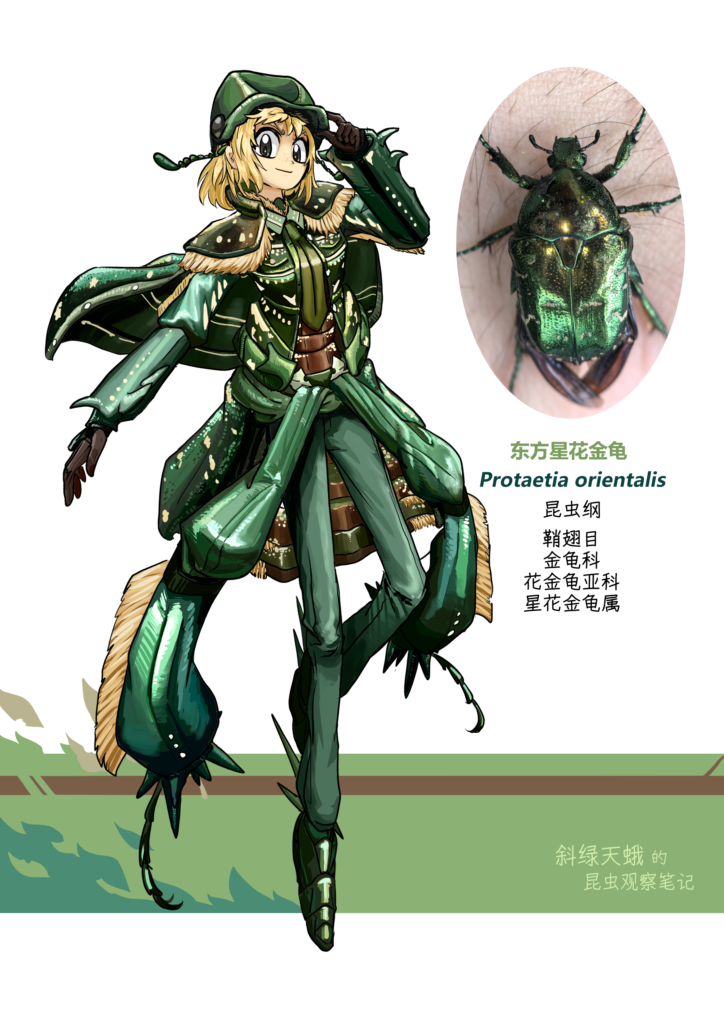 斜绿天蛾 的想法: 第二十篇 星花金龟