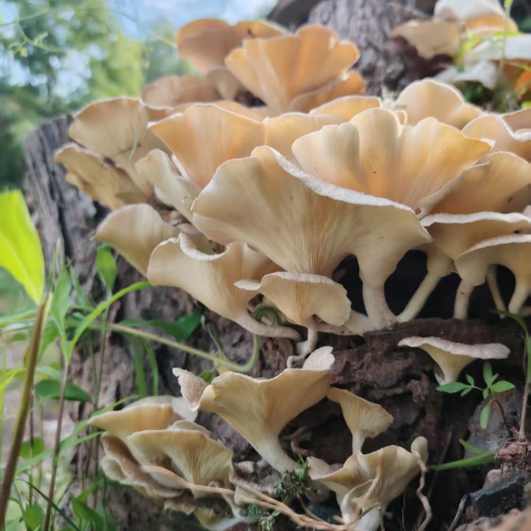 野生菌探秘734翘鳞香菇•
