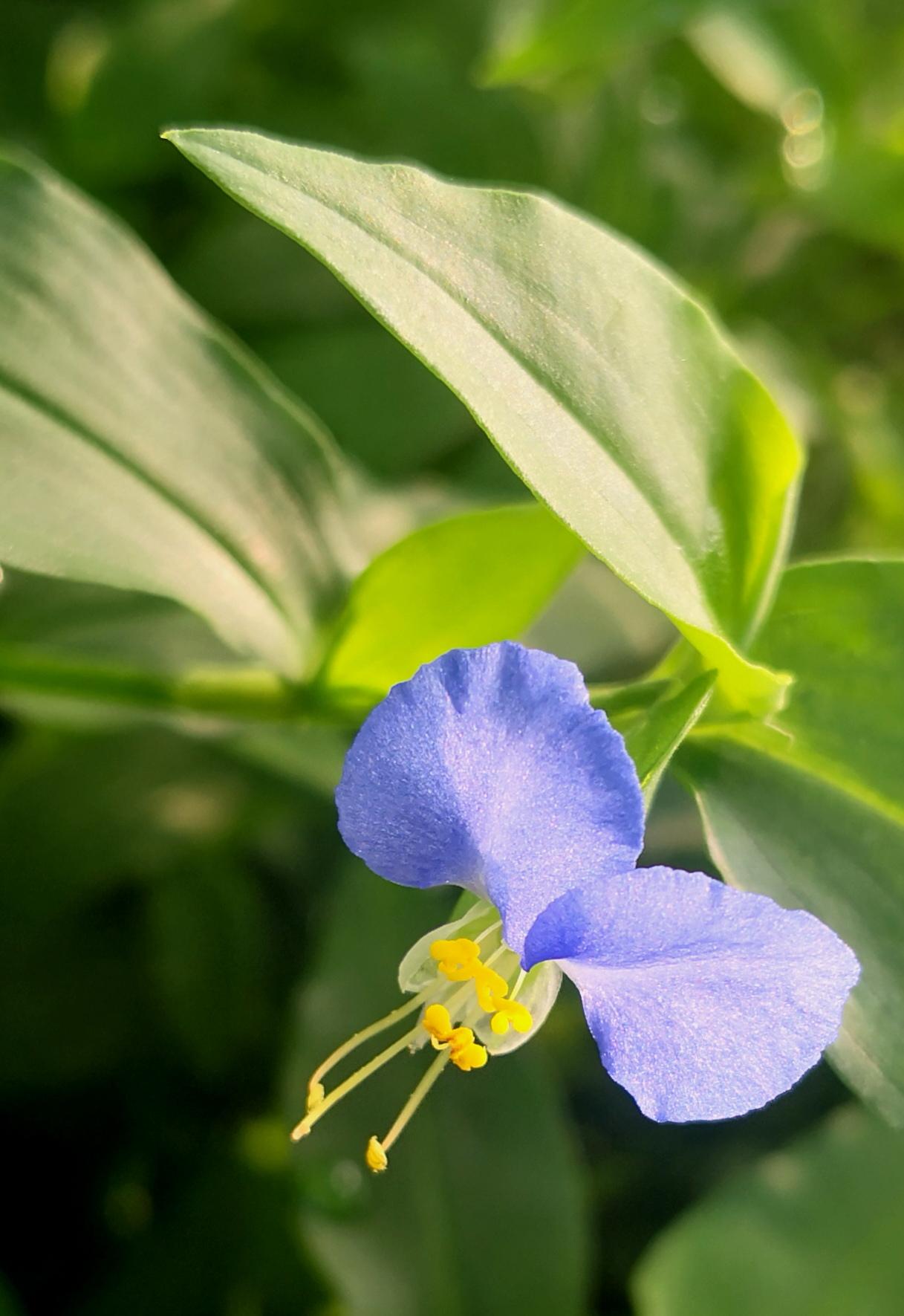 风了了 的想法: 鸭跖草 | 鸭跖草,鸭跖草科鸭跖草属的