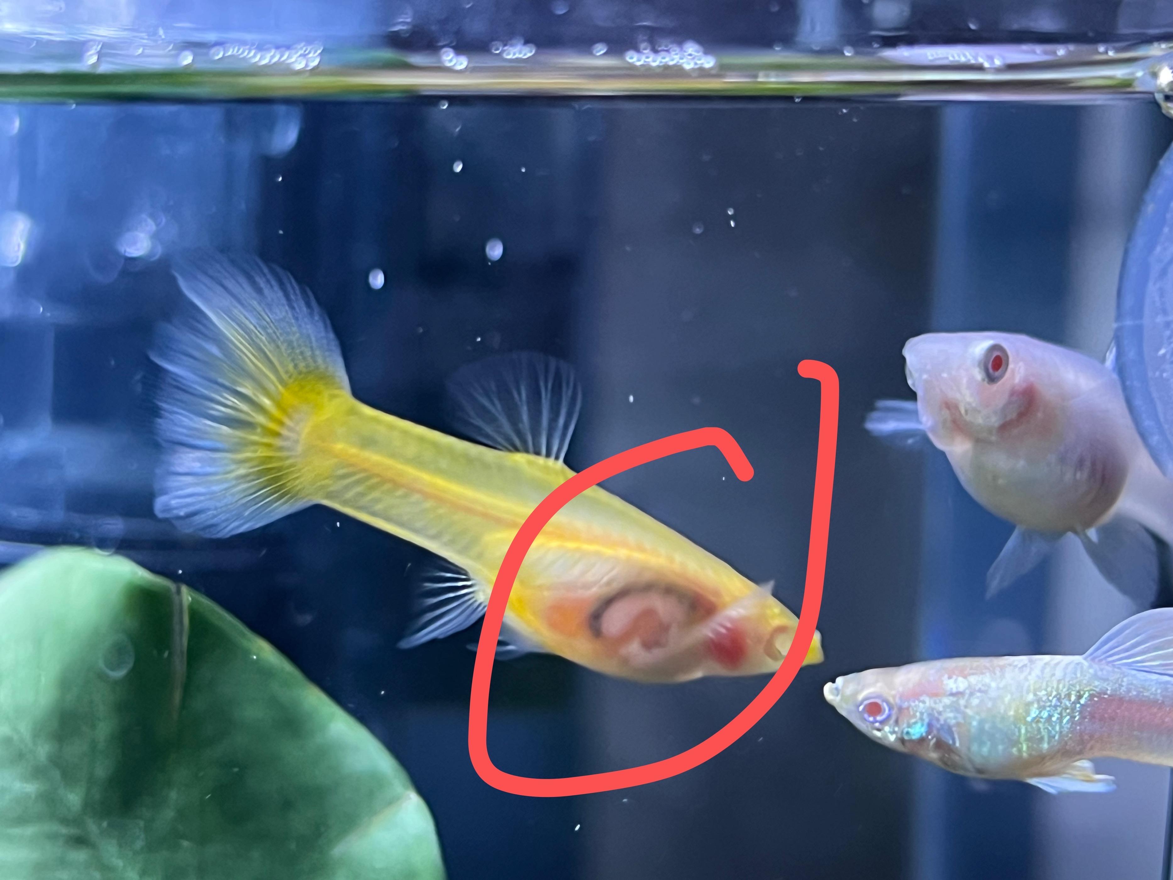 l 的想法: 有没有兄弟姐妹知道这只孔雀鱼是不是病了😶这是啥病呀
