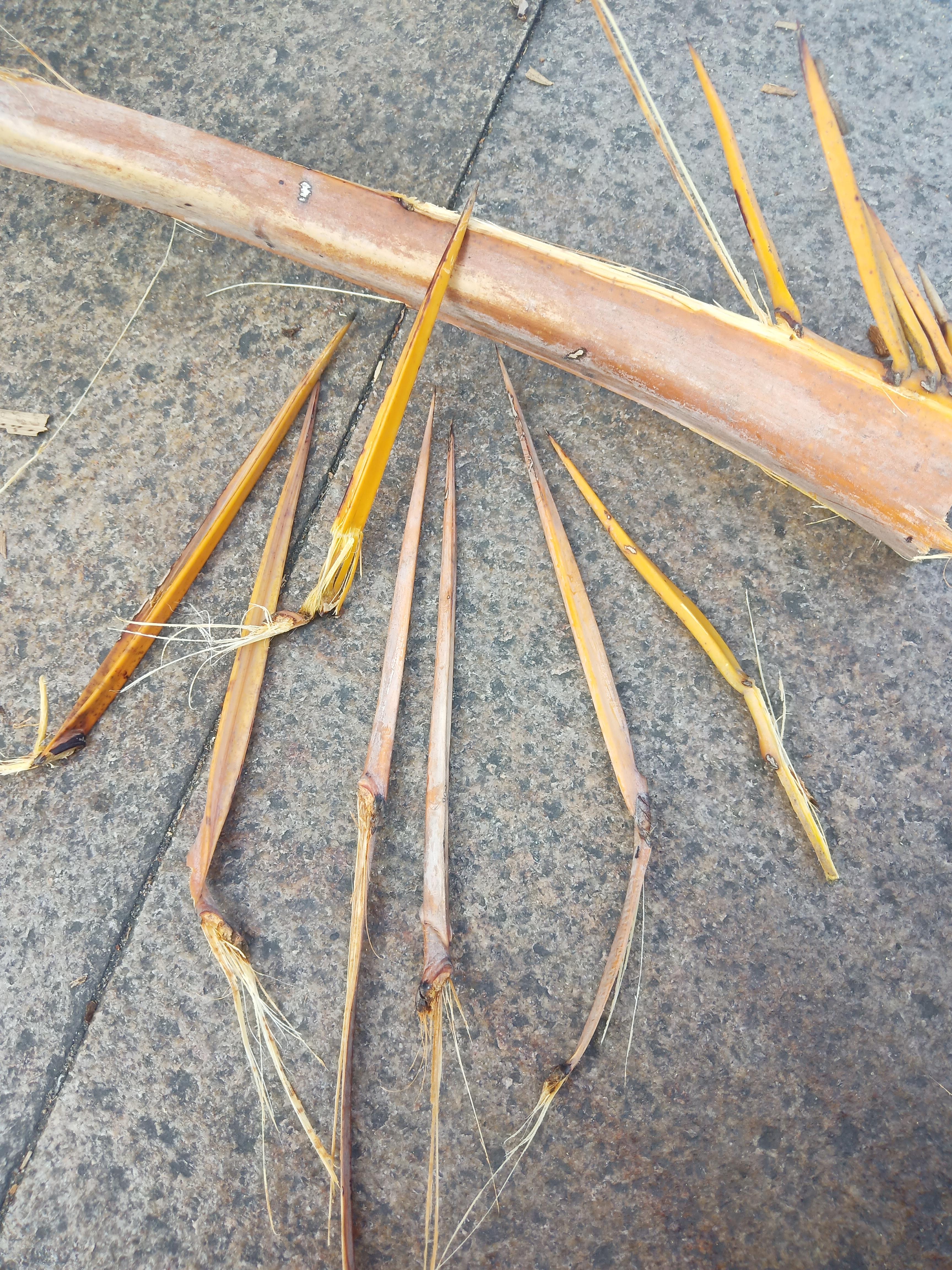 还是老古董 的想法 飞镖的源起