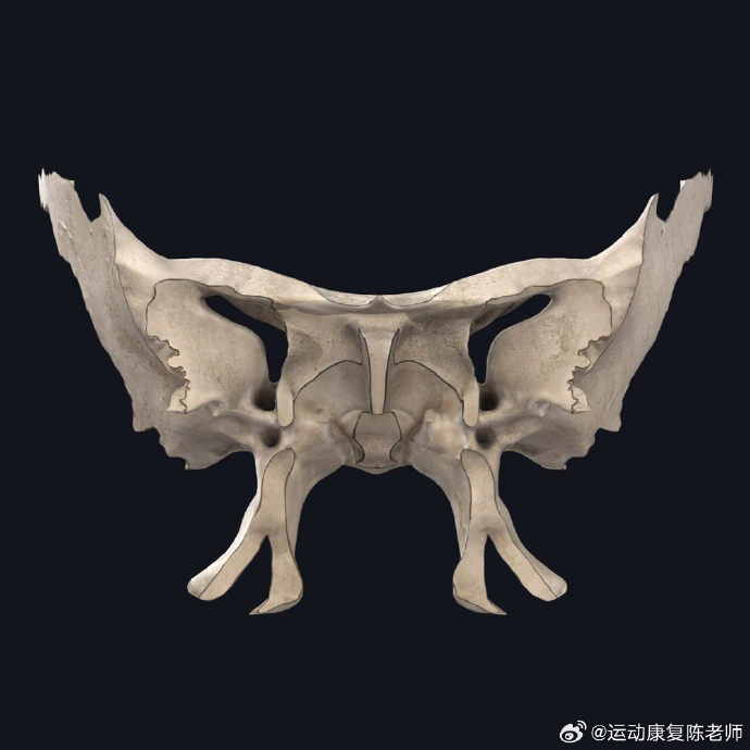 :内含蝶窦,与鼻腔相通的气腔