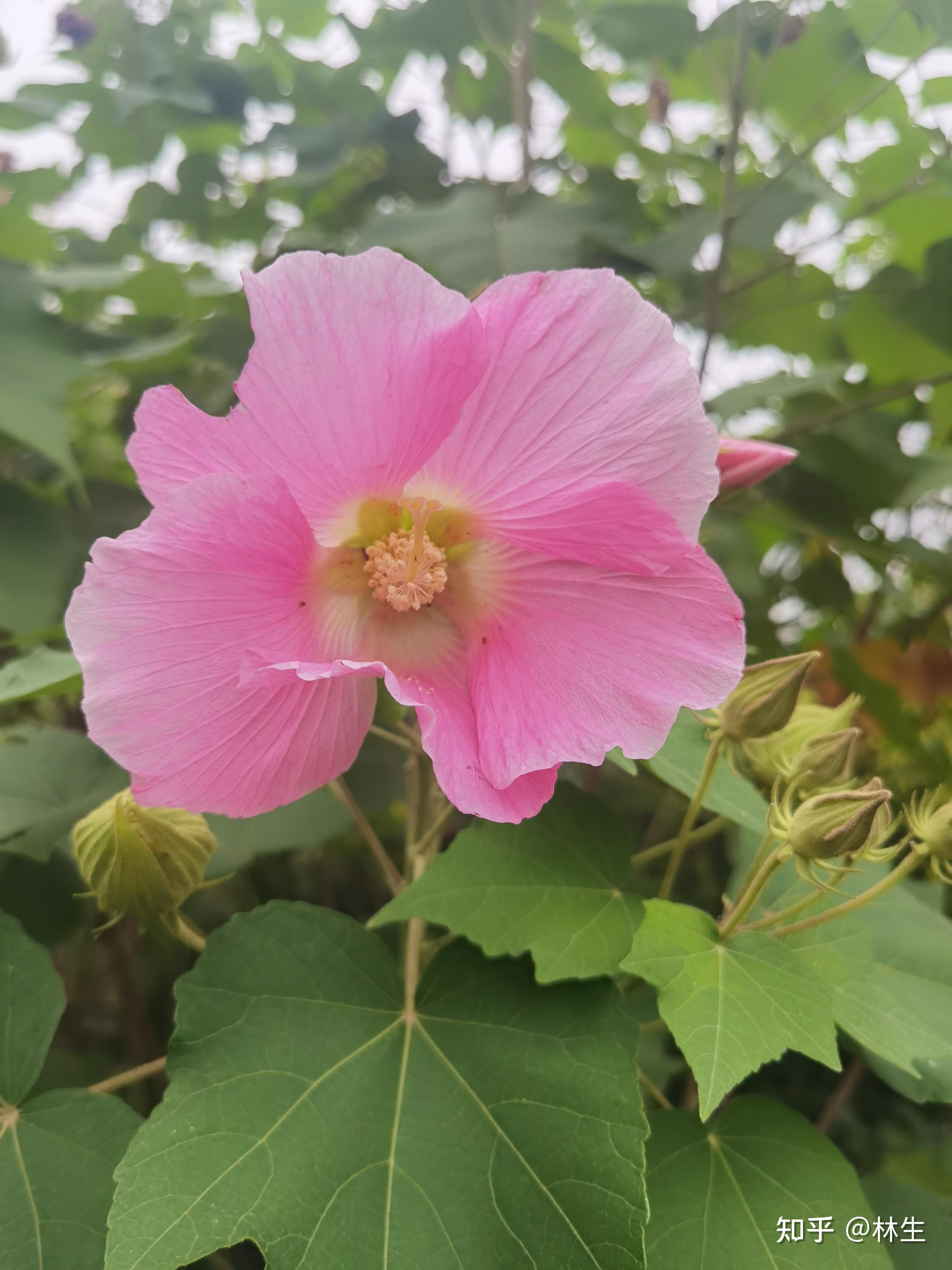 林生 的想法: 芙蓉花开 | #我的摄影日记 芙蓉花零零星星地开了,预计十月下旬至十一月上旬到盛花期。 - 知乎