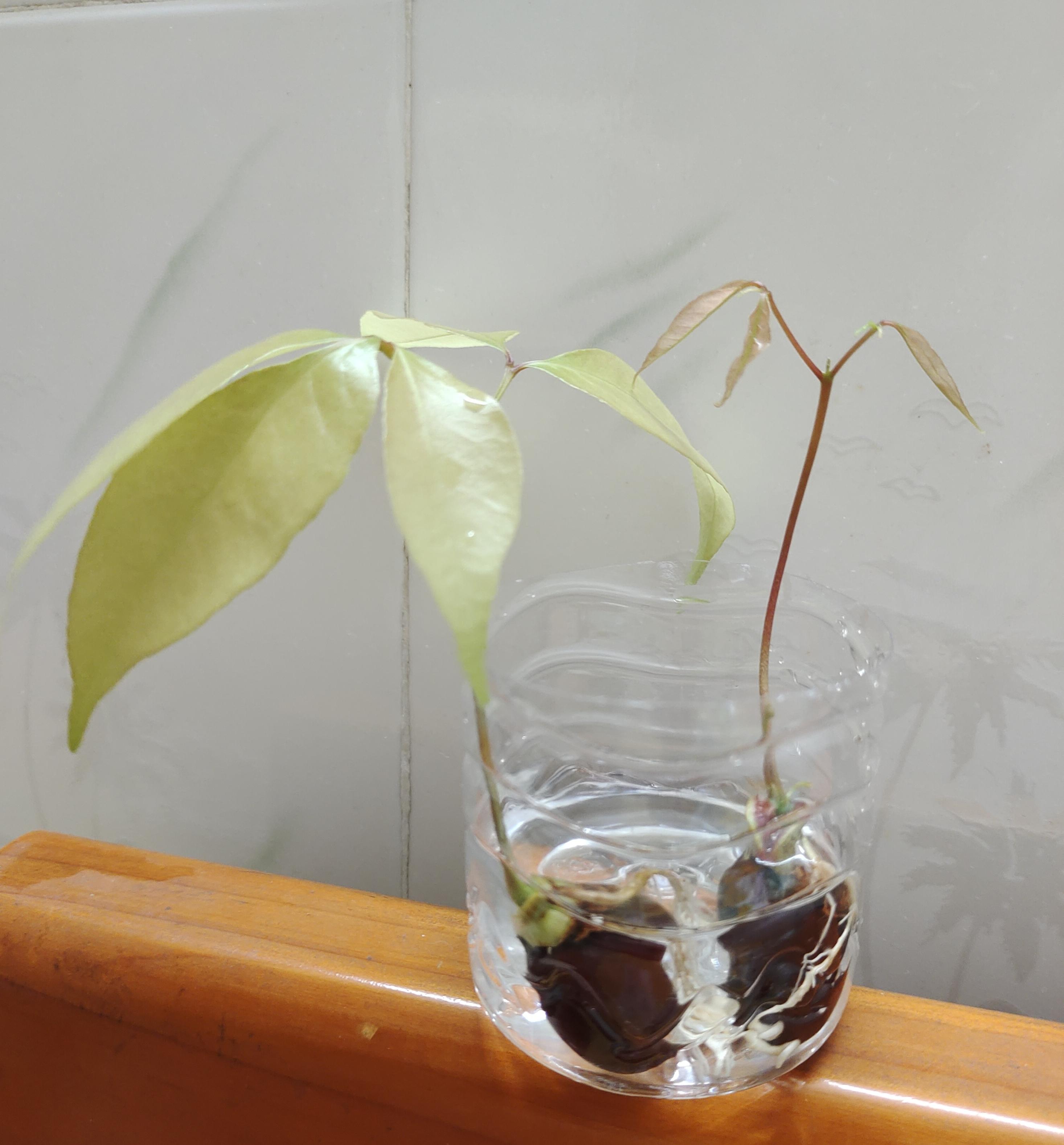 多个荔枝盛季,吃荔枝的时刻,都没有过要水培荔枝苗的想法