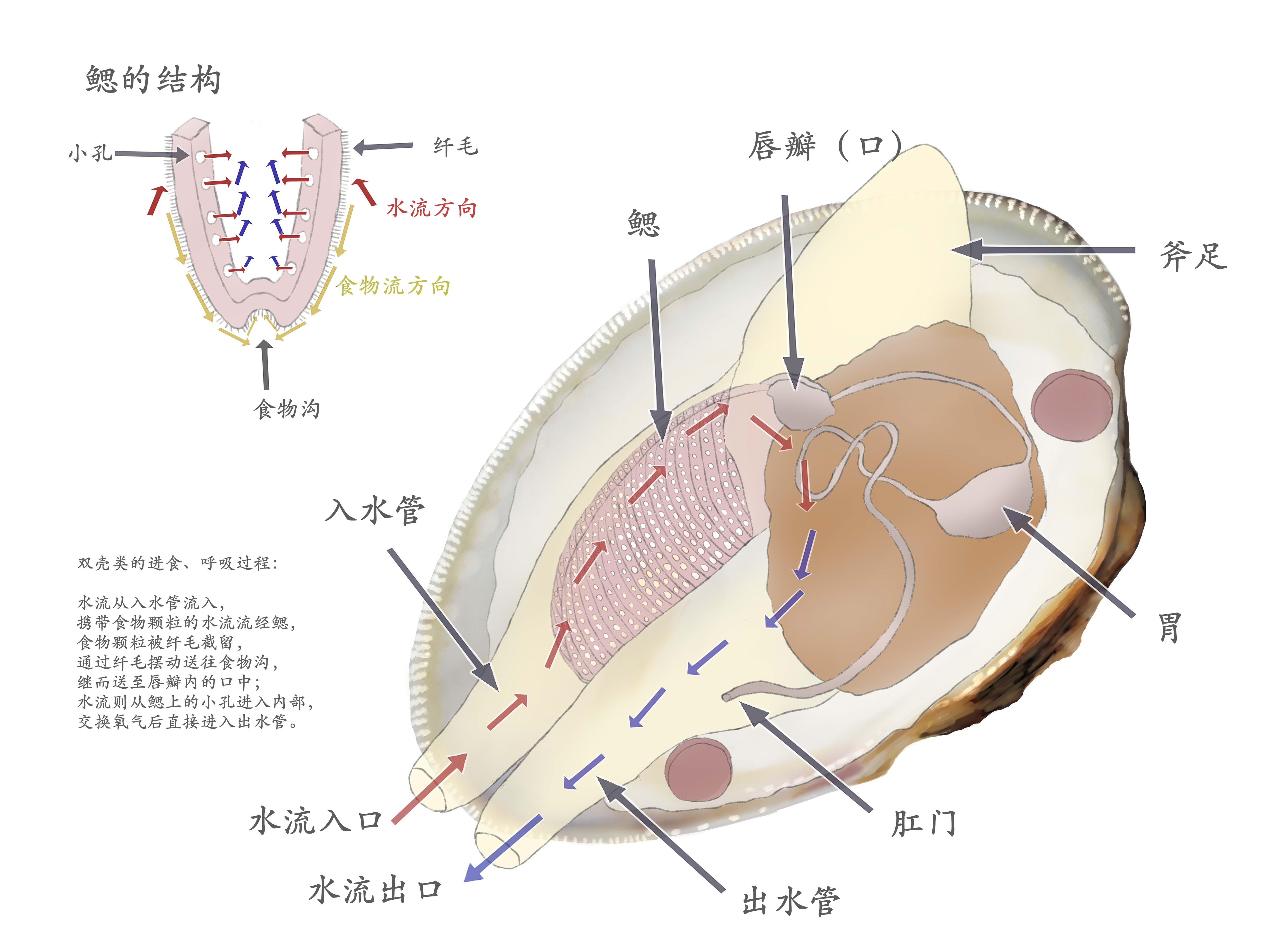 古明地恋 的想法: 新画的河蚌摄食结构~