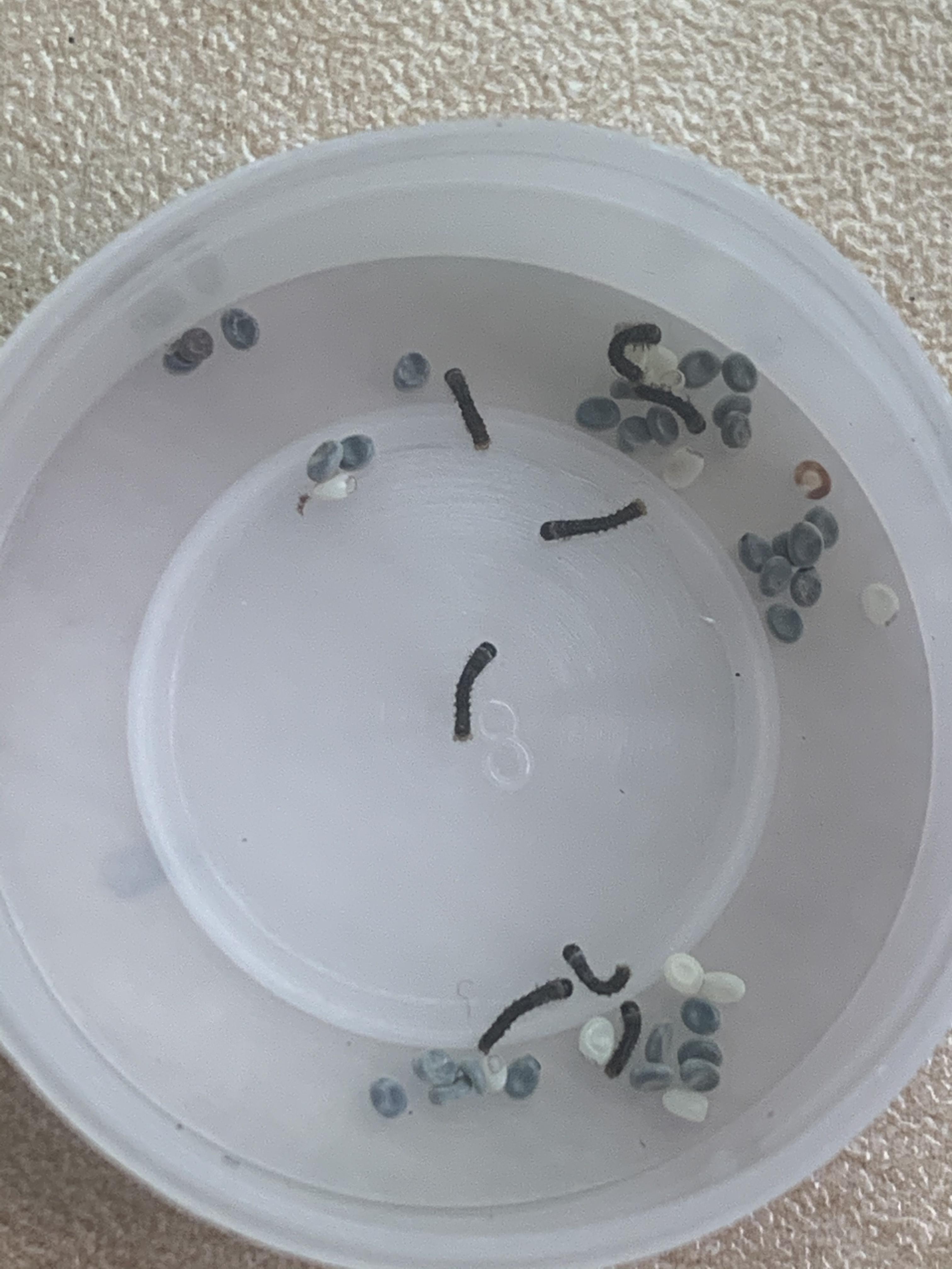 99%的城里人,不认识这虫子