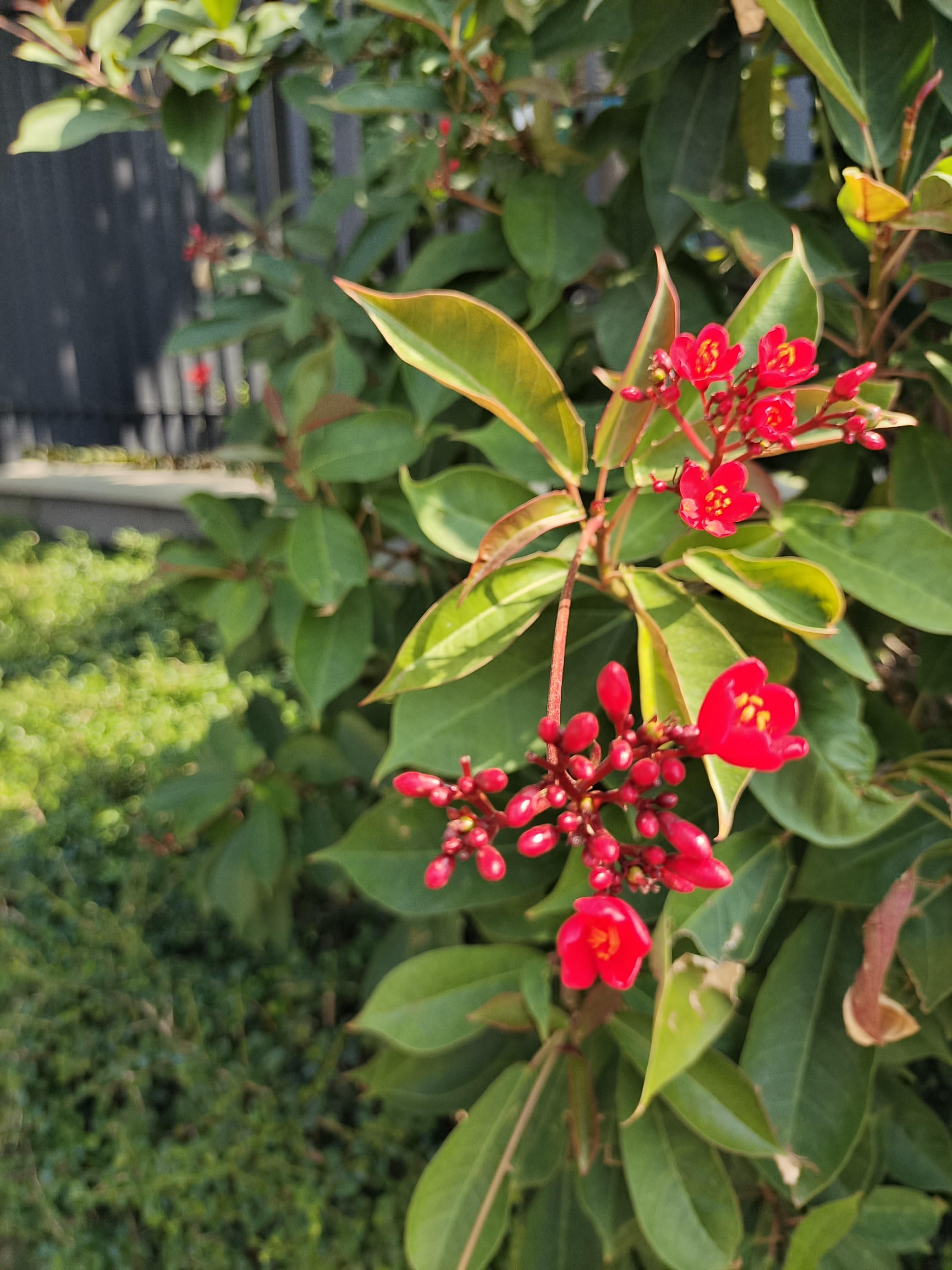 琴叶珊瑚琴叶珊瑚因其叶形似琴而且长得像樱花所以又名曰琴叶樱也叫作