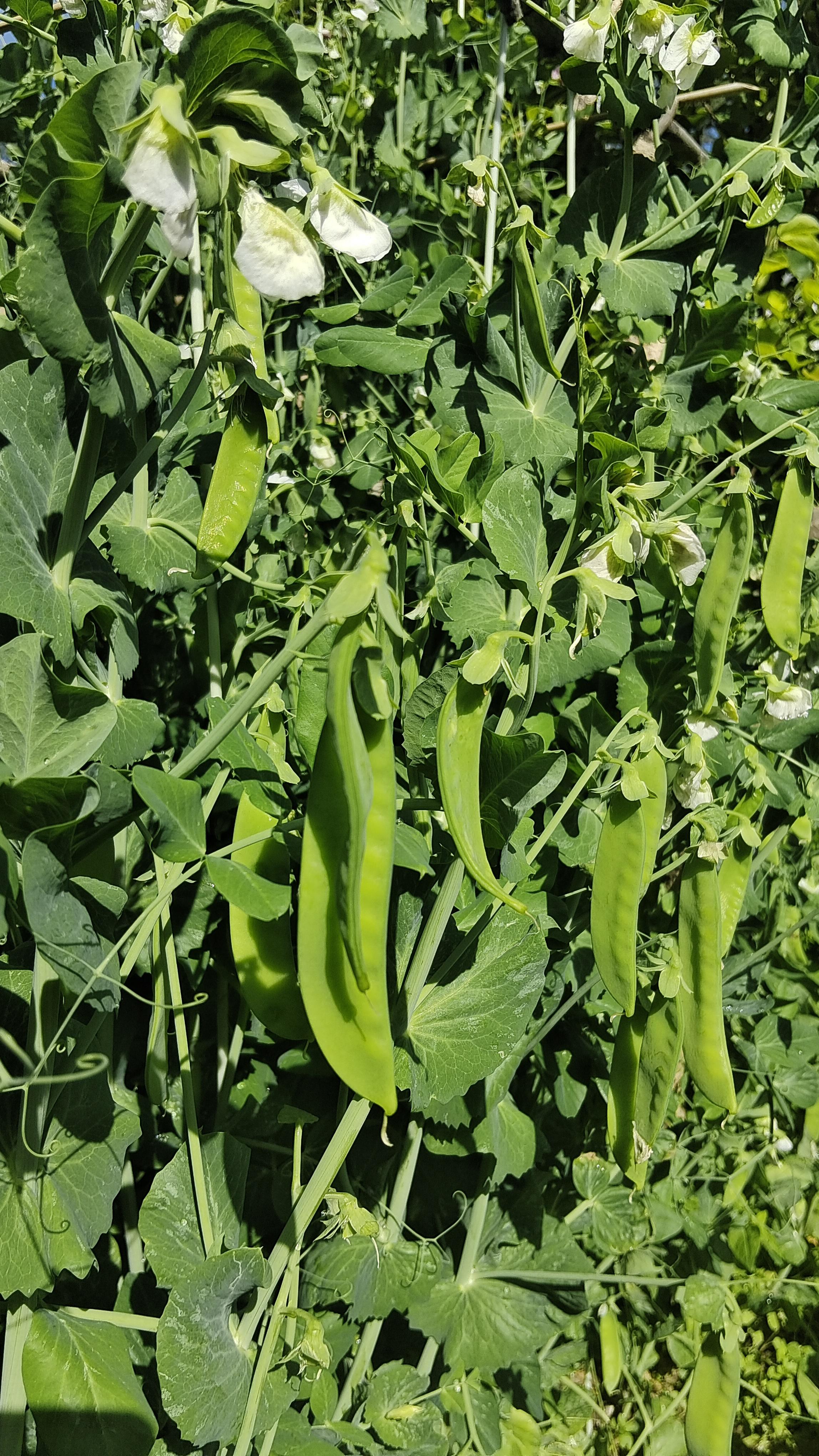 木木 的想法: 妈妈的小菜园与豆角时光