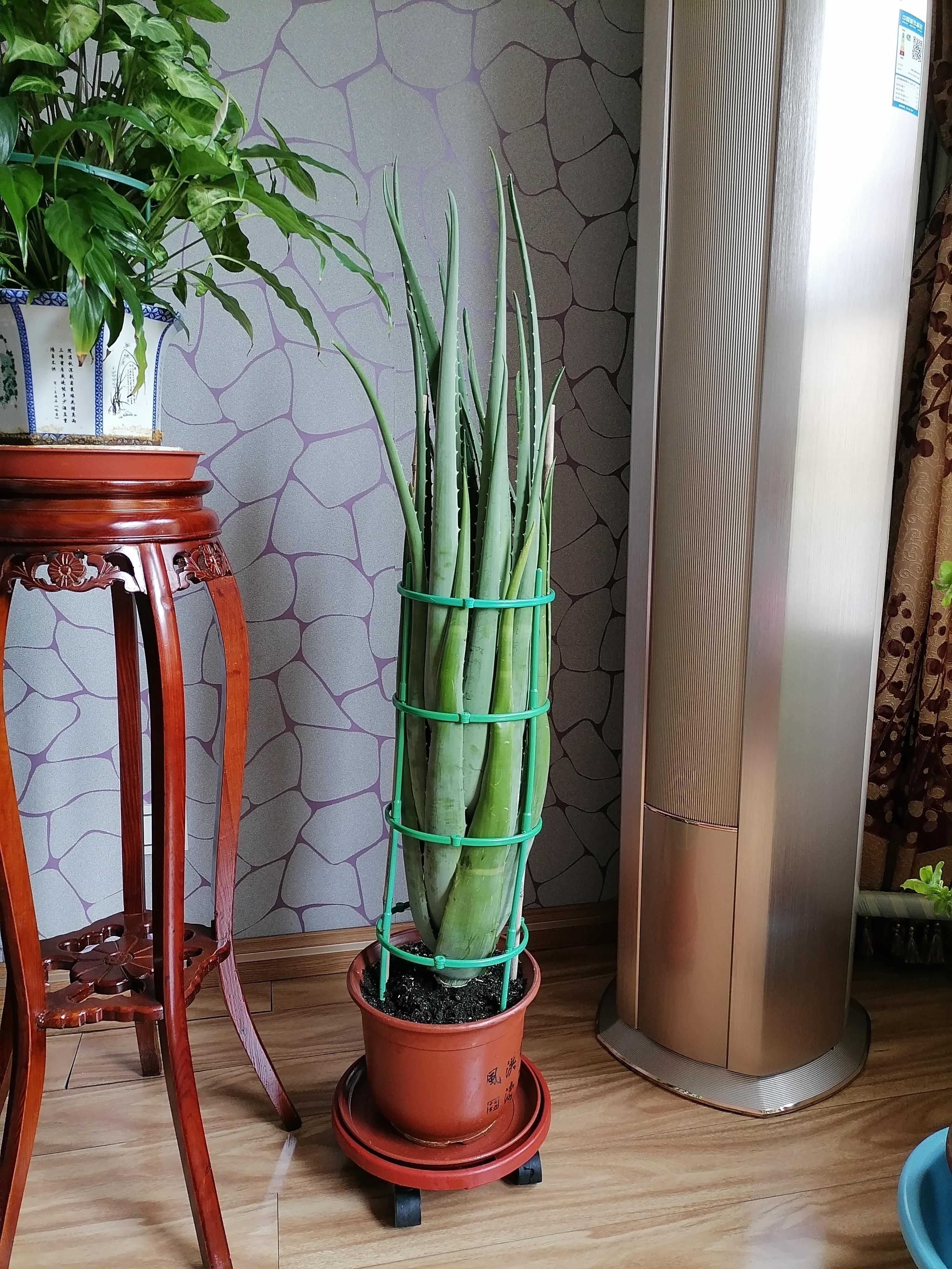 还记得小y家里最大的那棵芦荟"三阿哥"吗?