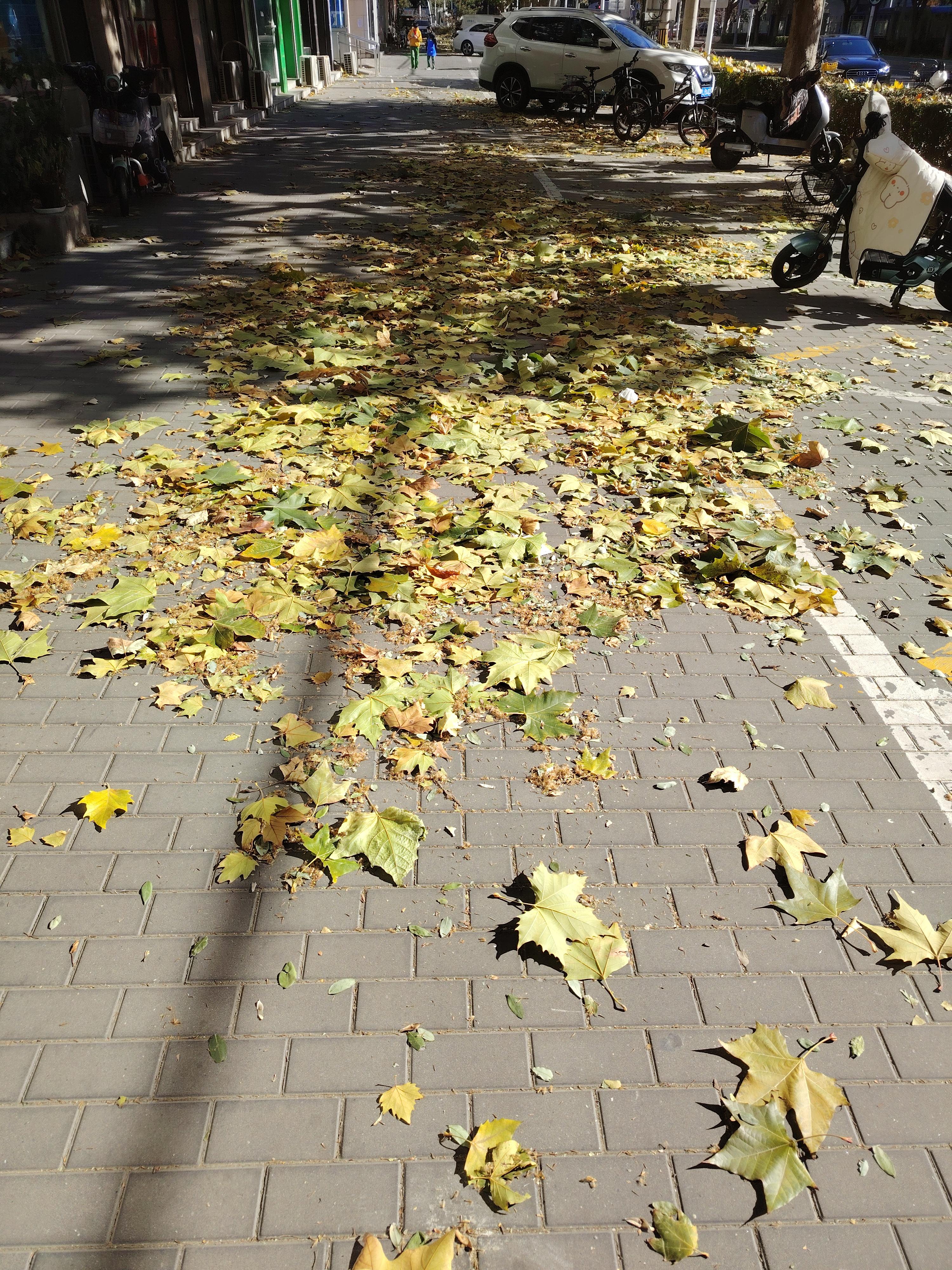 一天到晚游泳的鱼 的想法: 冬天的落叶