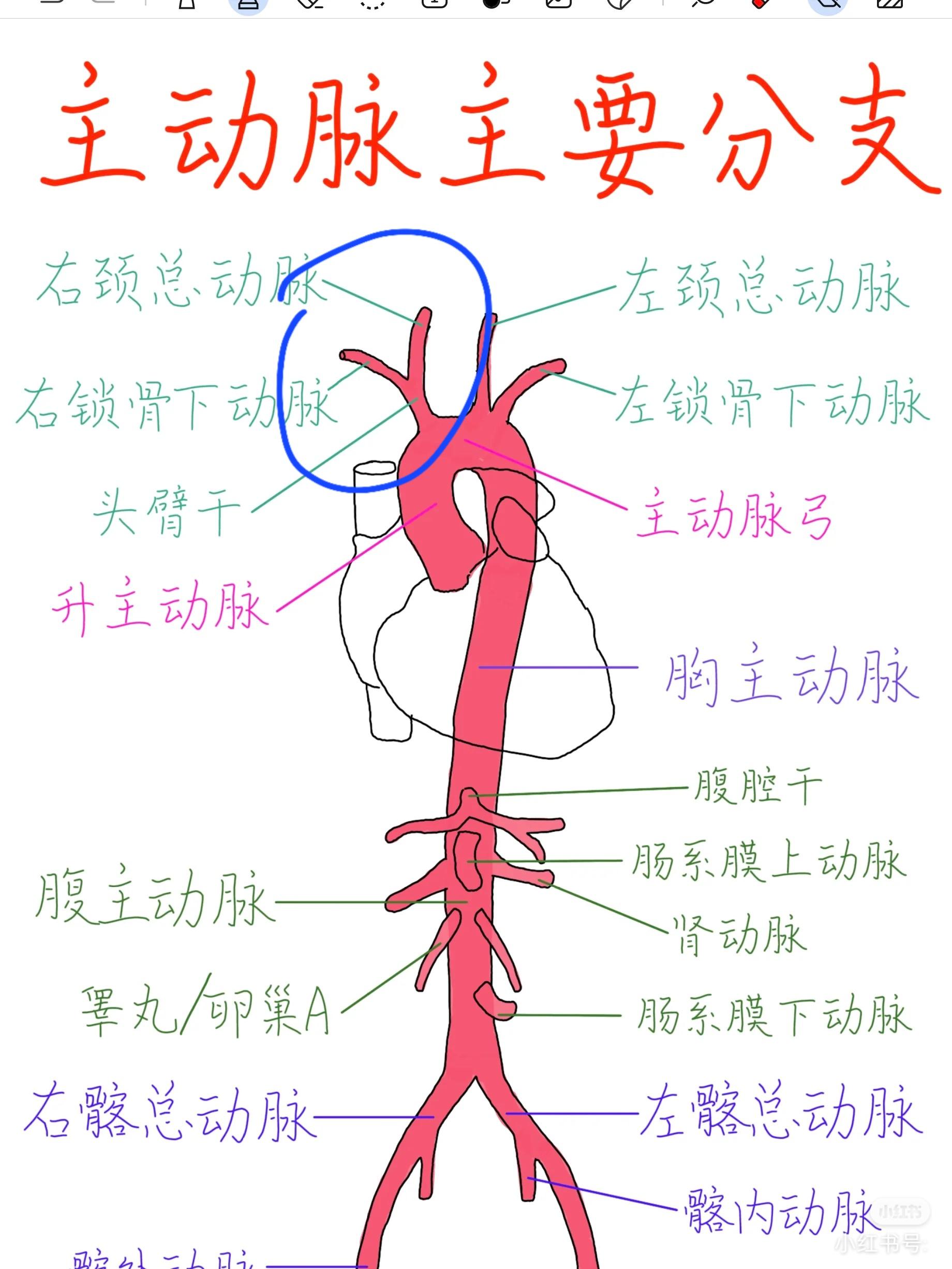 的想法: 为什么右颈总动脉与右锁骨下动脉共头臂干,而不是从主动脉弓