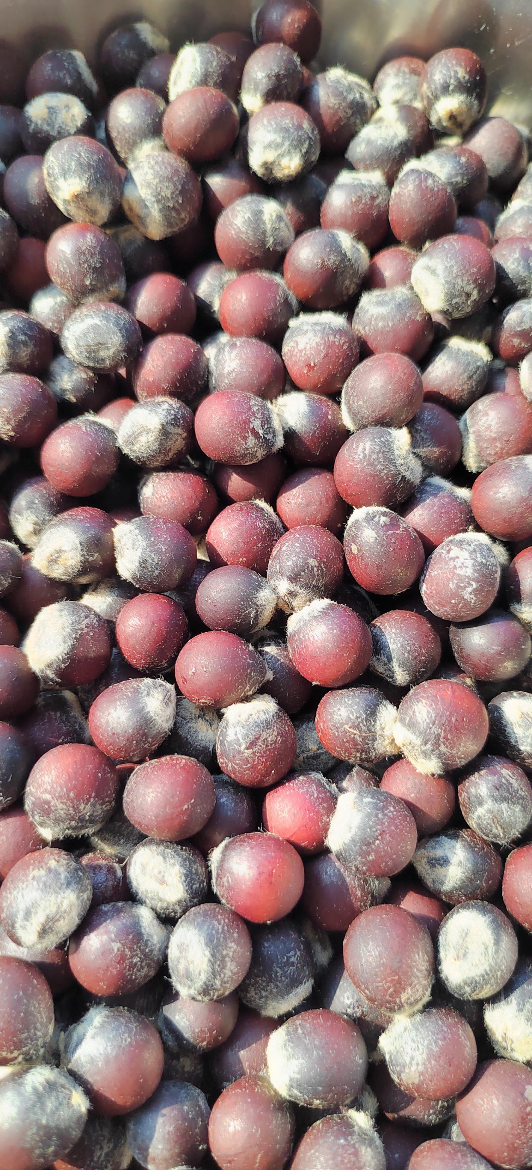 闲云孤鹤 的想法: 红色无患子,捡到宝了