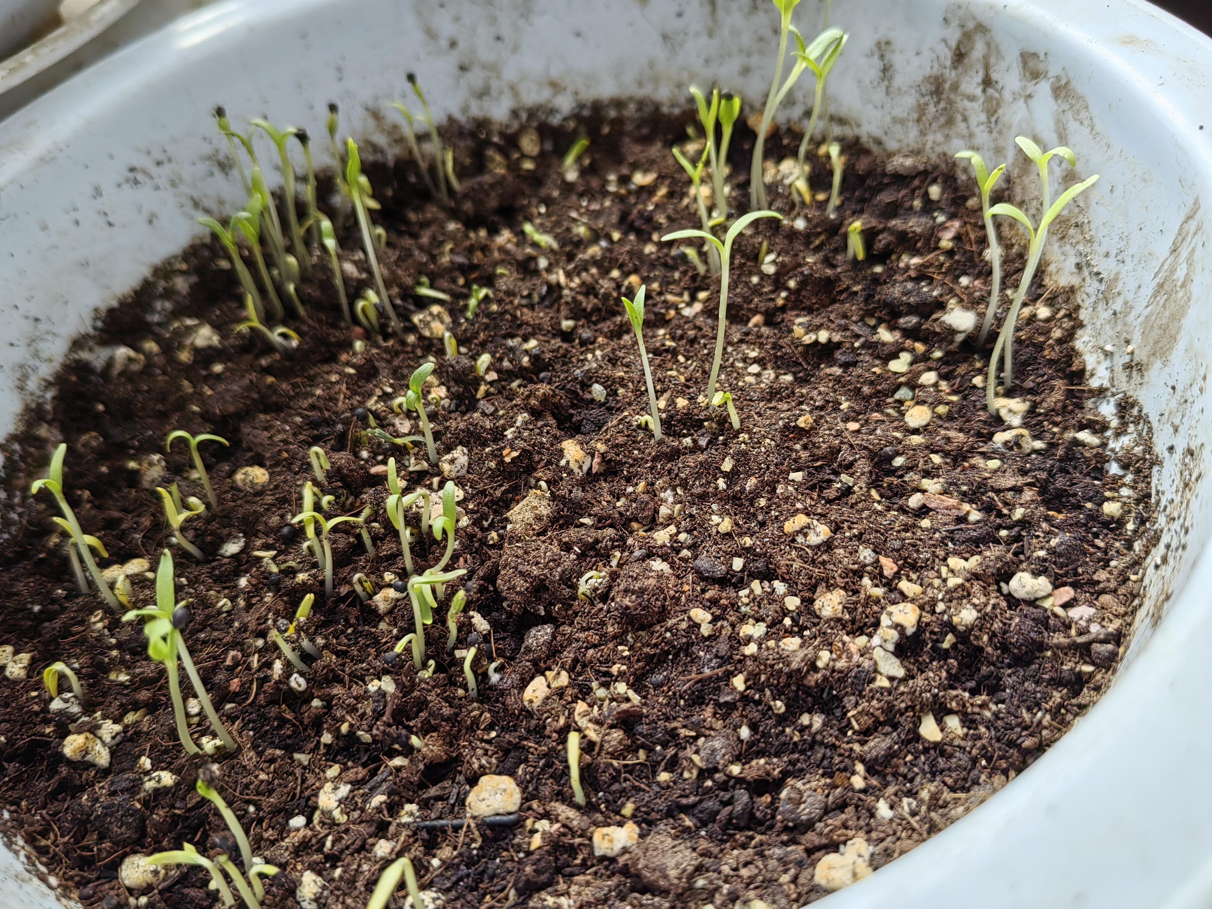 三七 的想法: 满天星