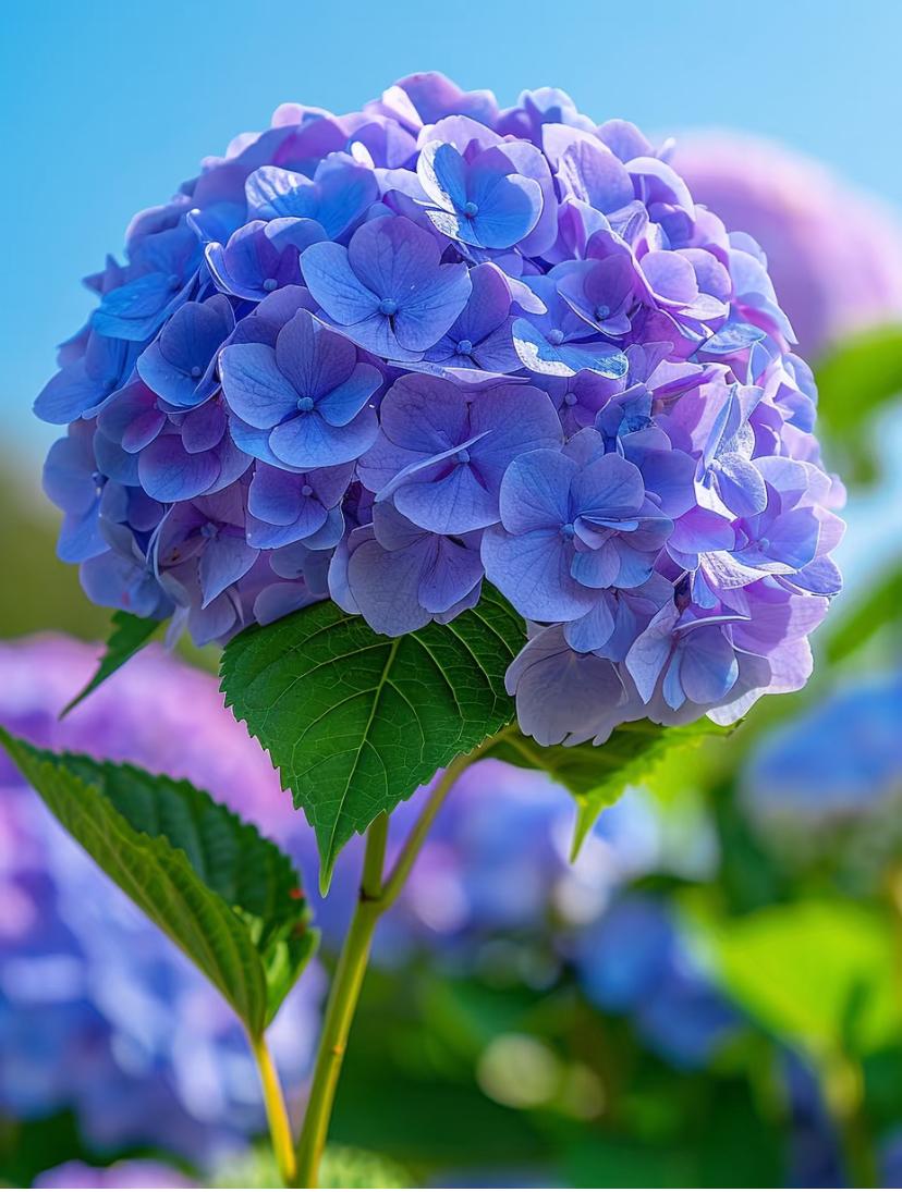 陌上花开 的想法: 绣球花