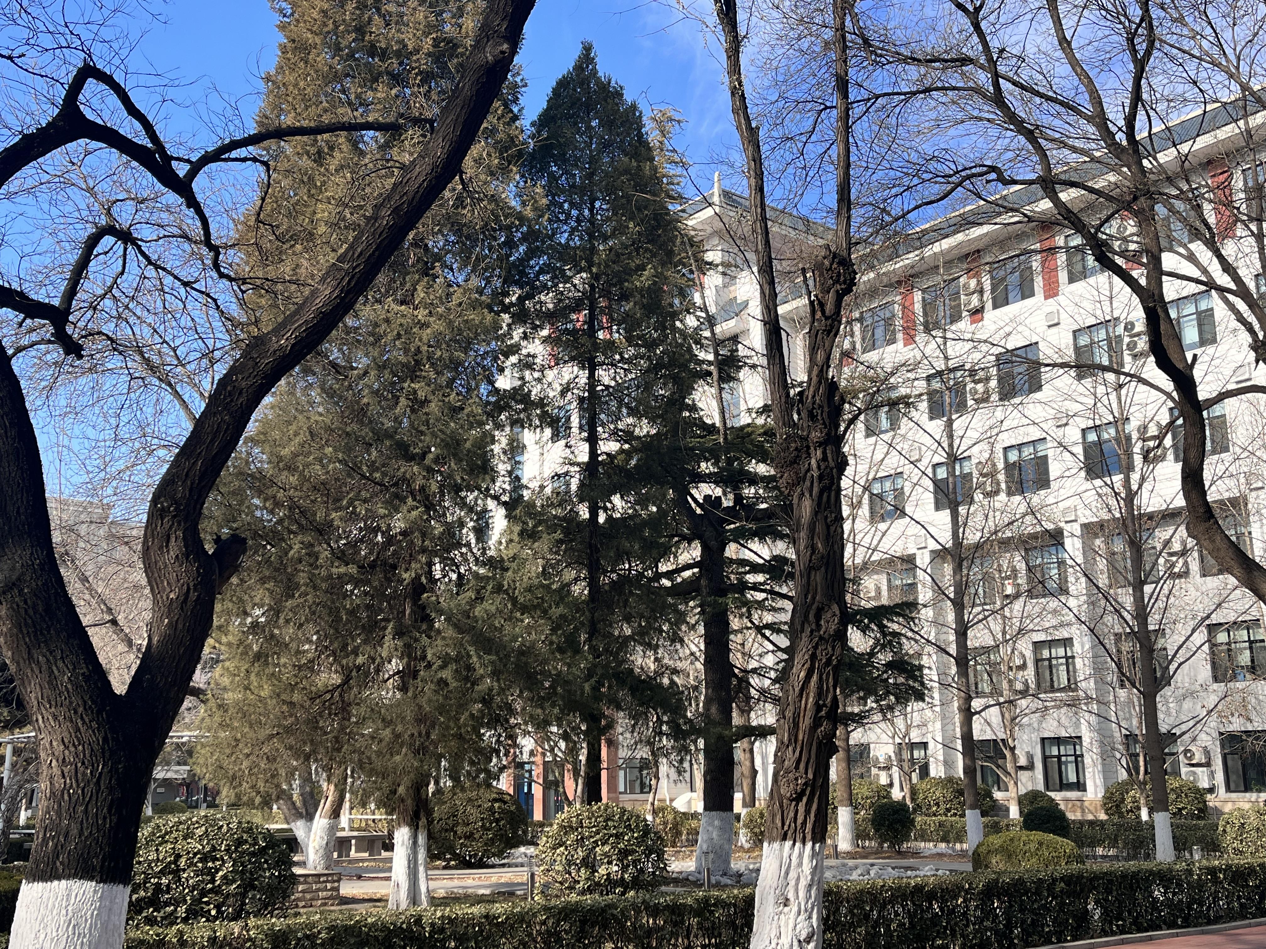 腊月到了年味却越来越少腊月北风霜雪深踡跼鳞身遂