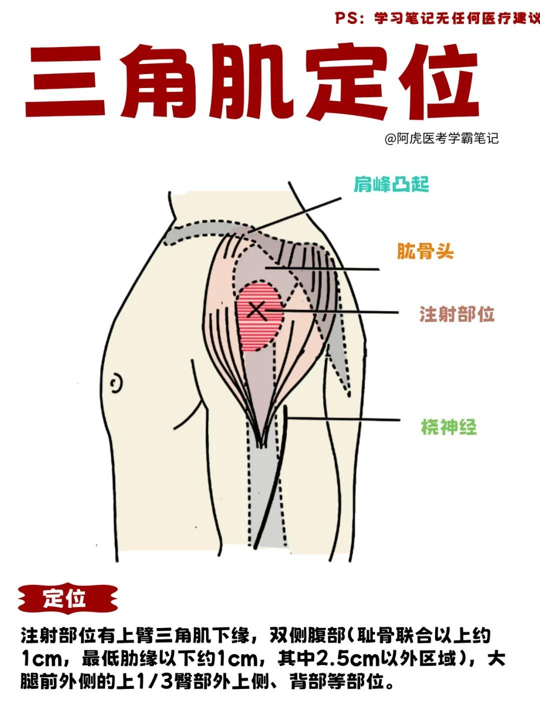 三角肌疼痛是什么原因图片